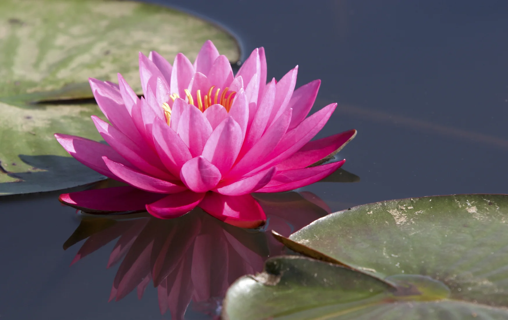 pink-lotus (1).jpg