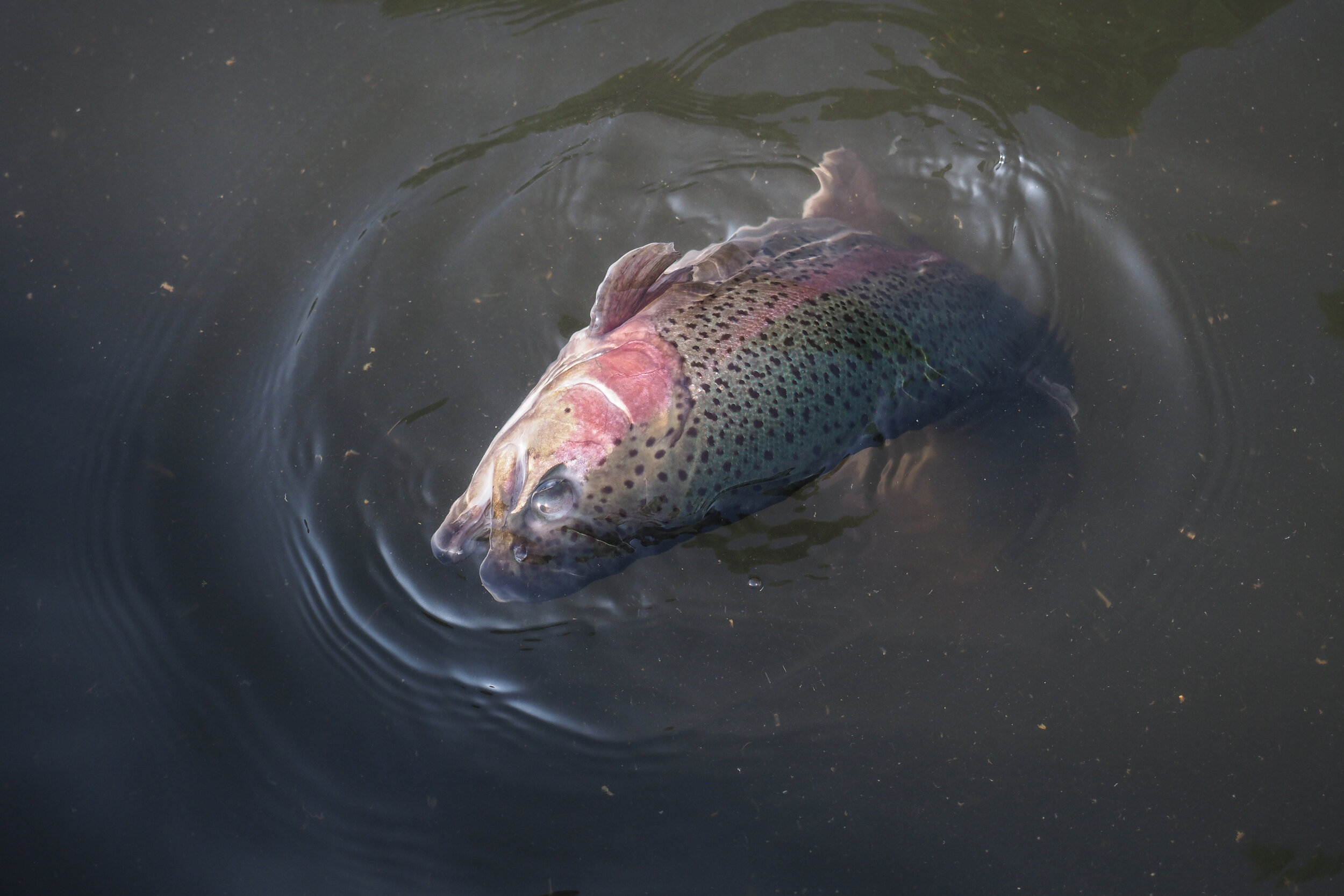 Sick rainbow trout dying in a pen among other fish