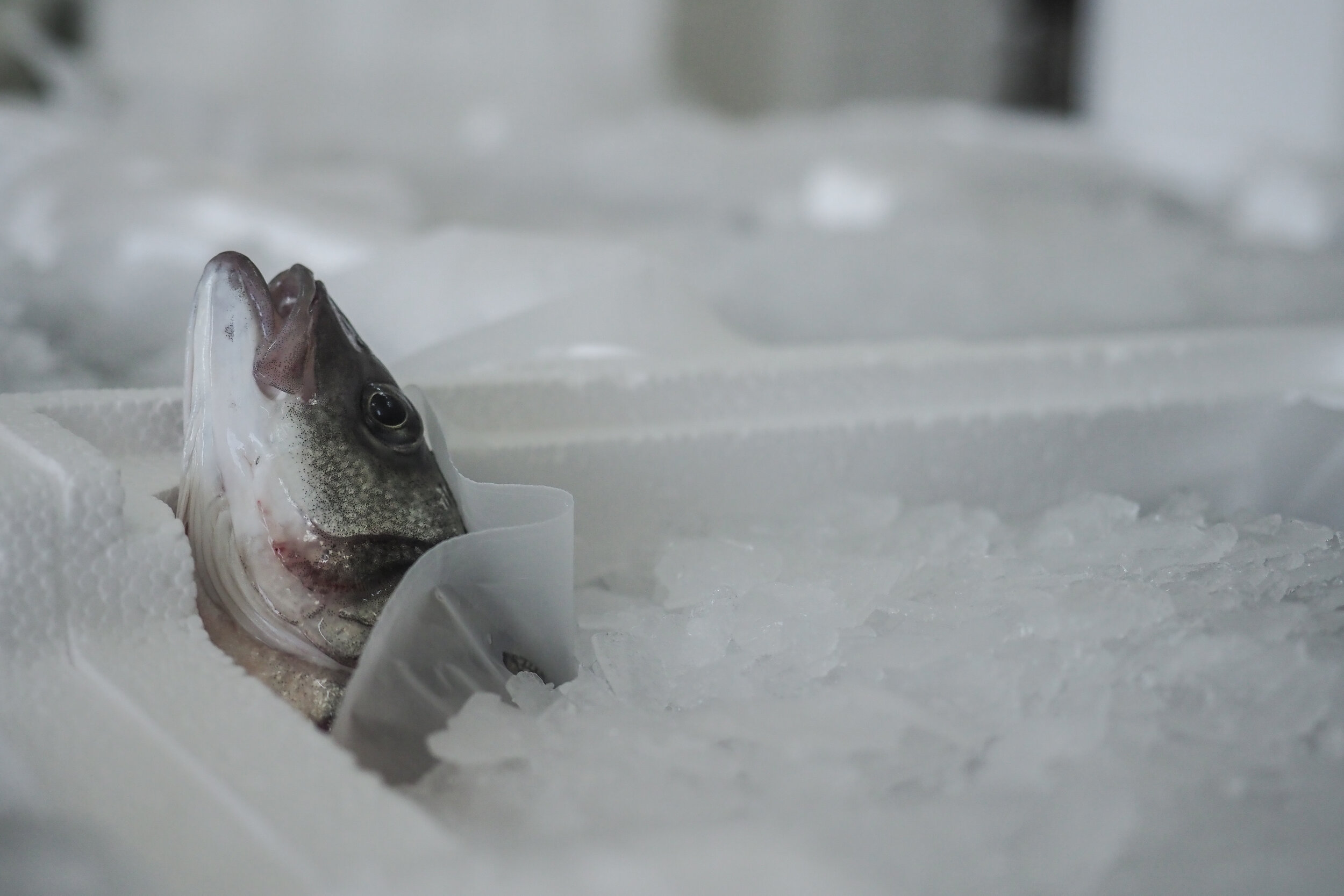 Sea bass still alive packed in styrofoam box