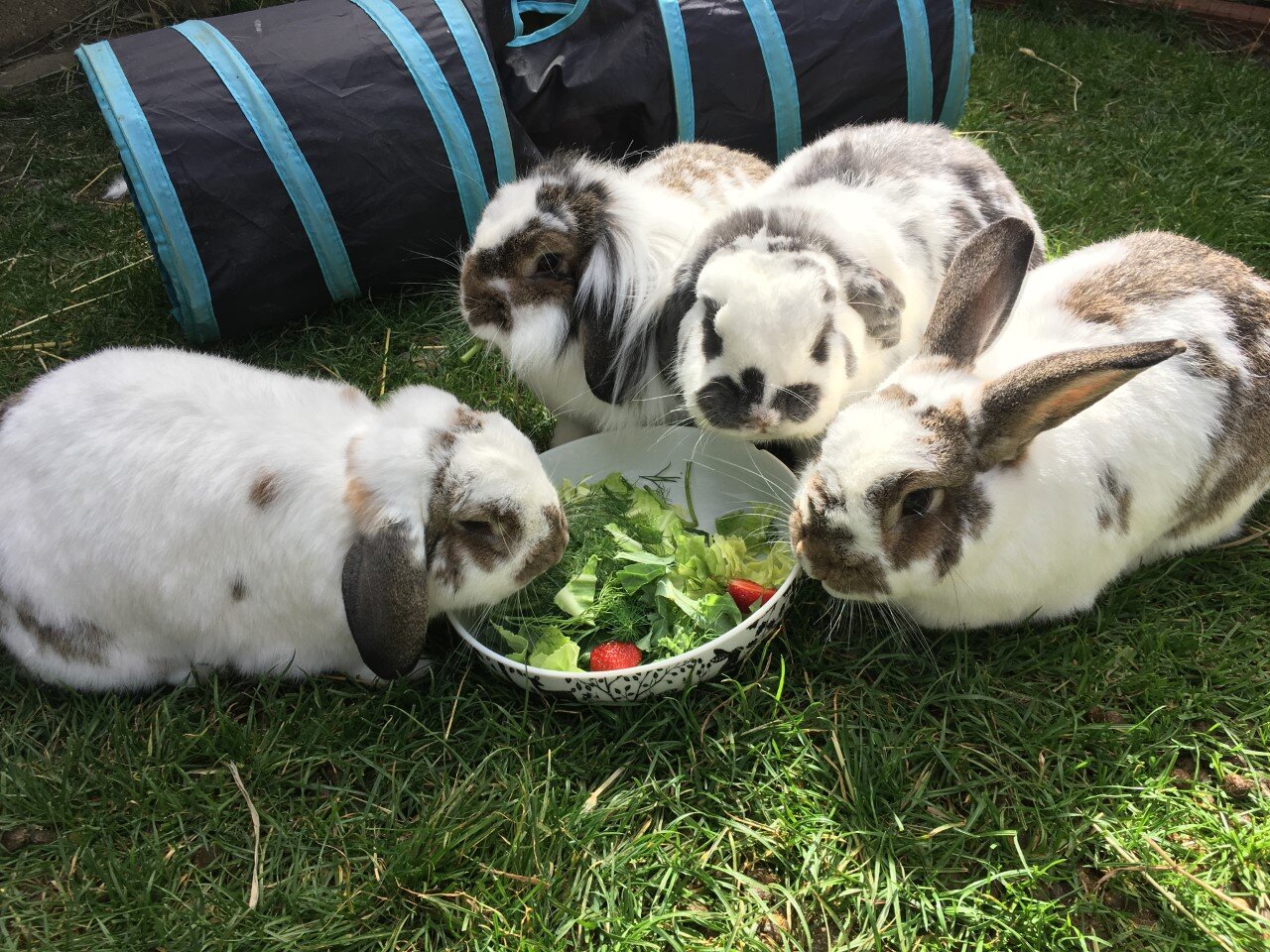 Little Furries Rabbit Rescue in Stanmore