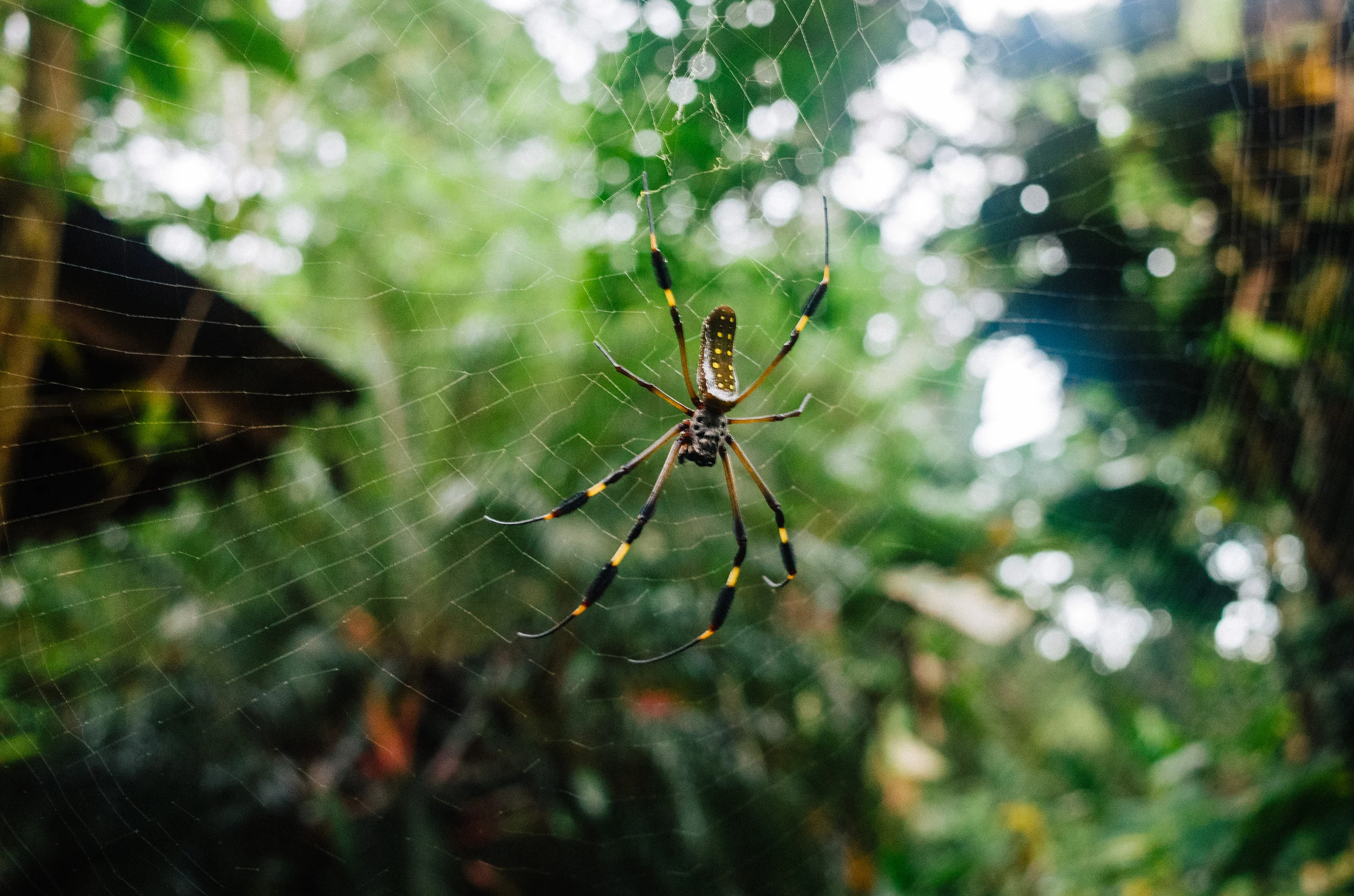 costa_rica042.jpg