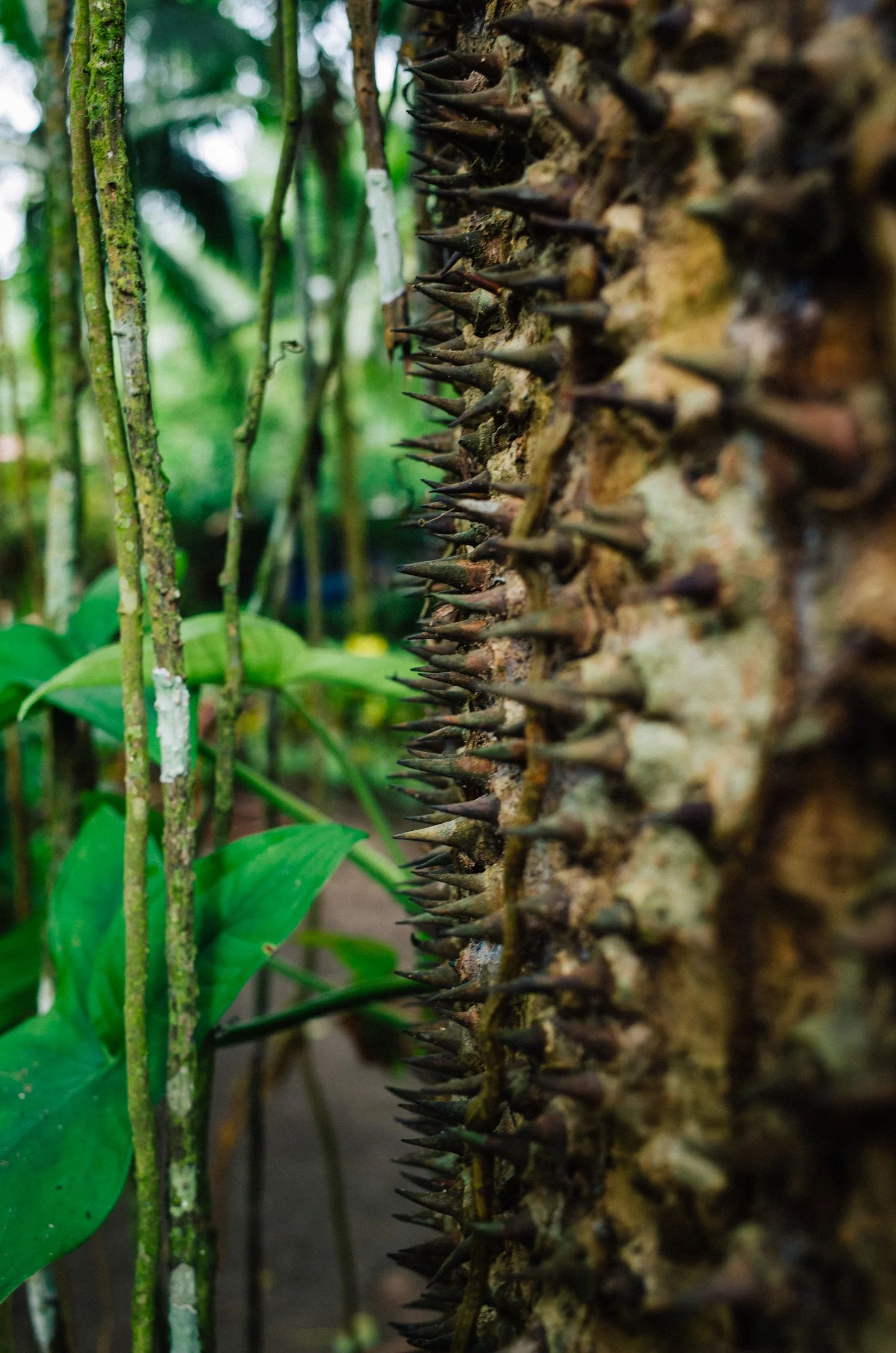 costa_rica068.jpg