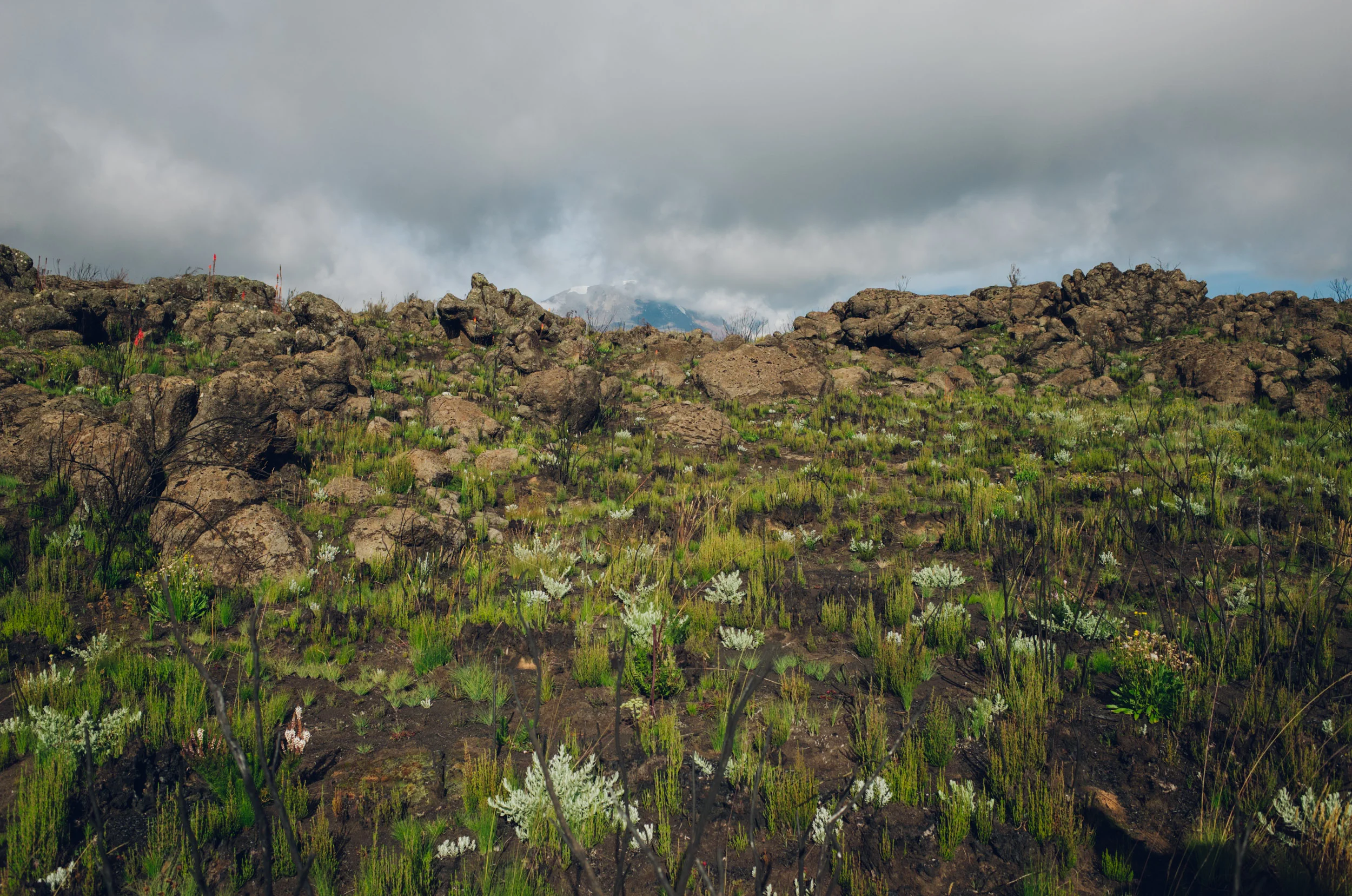 kilimanjaro_046.jpg