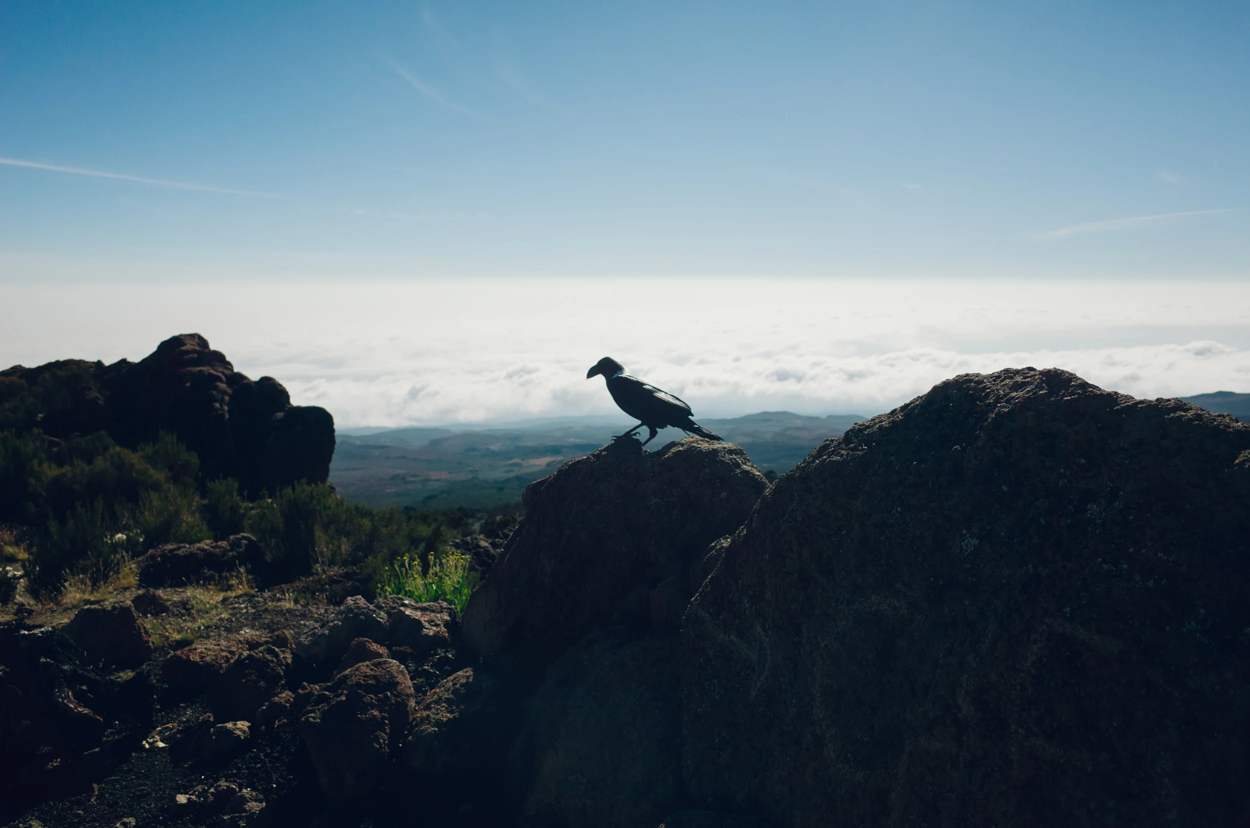 kilimanjaro_181.jpg
