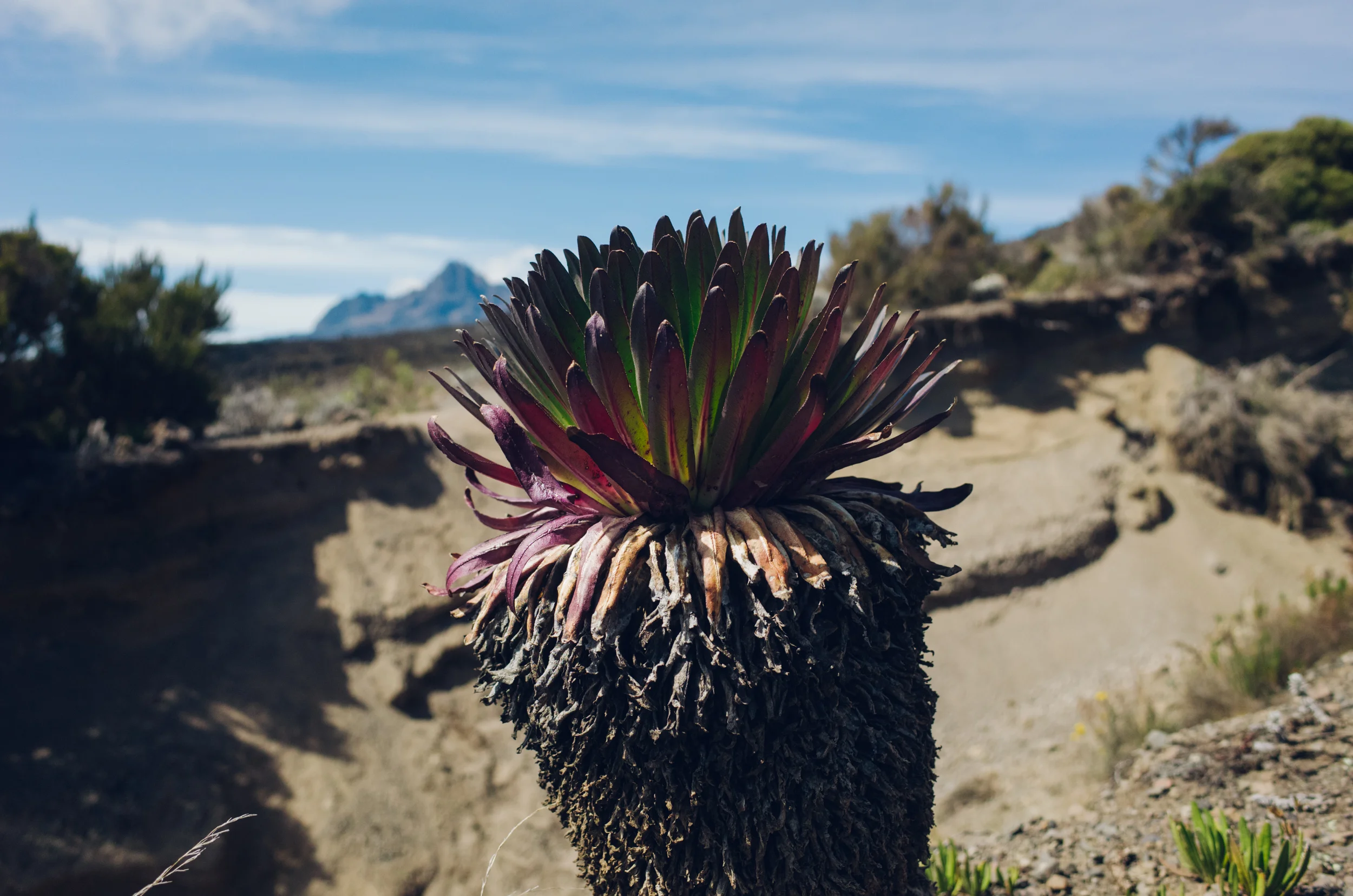 kilimanjaro_185.jpg