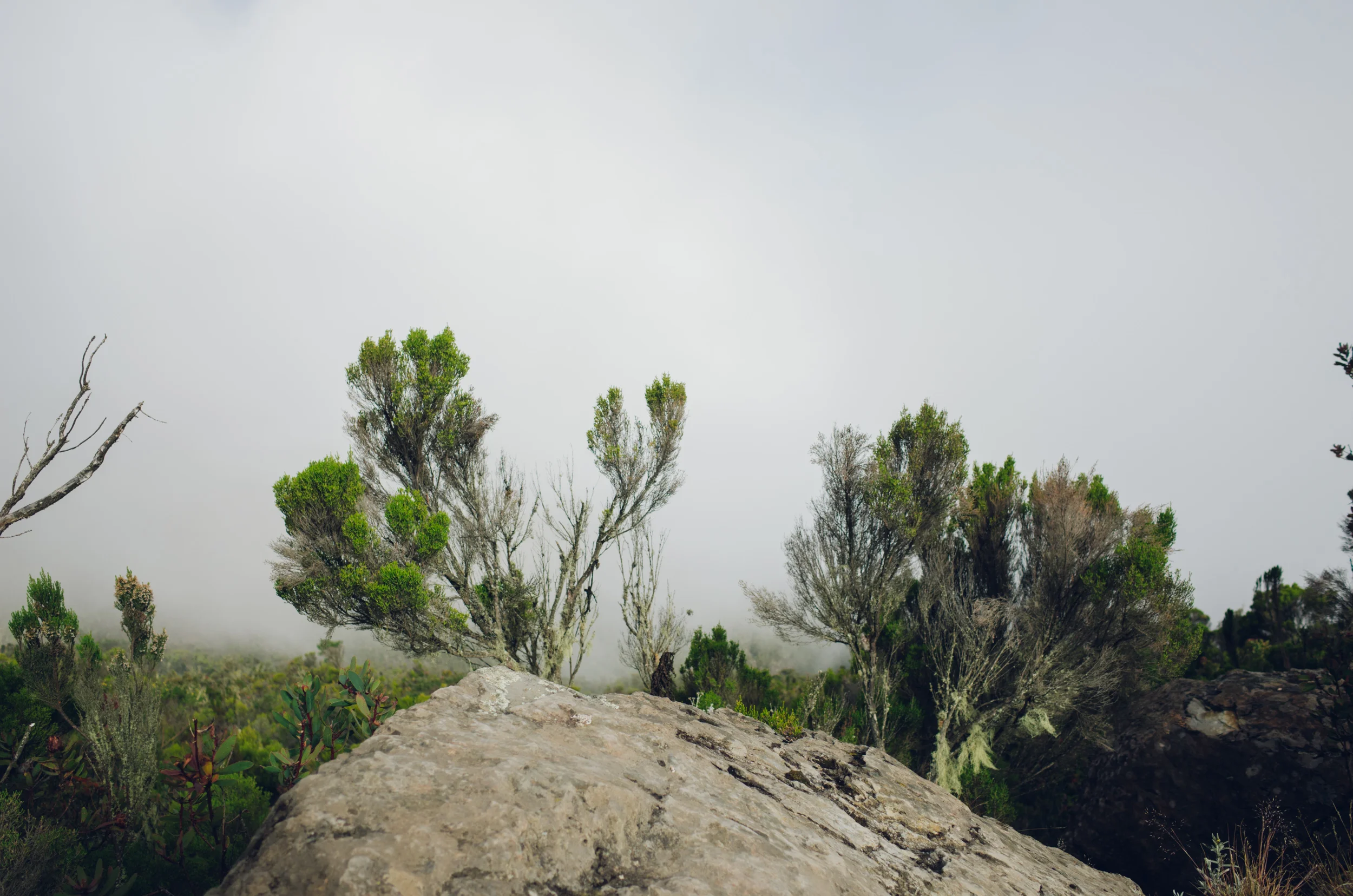 kilimanjaro_223.jpg
