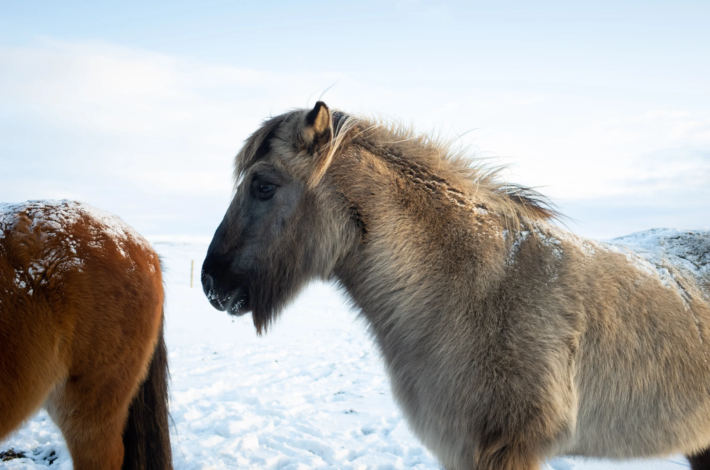 iceland_156.jpg