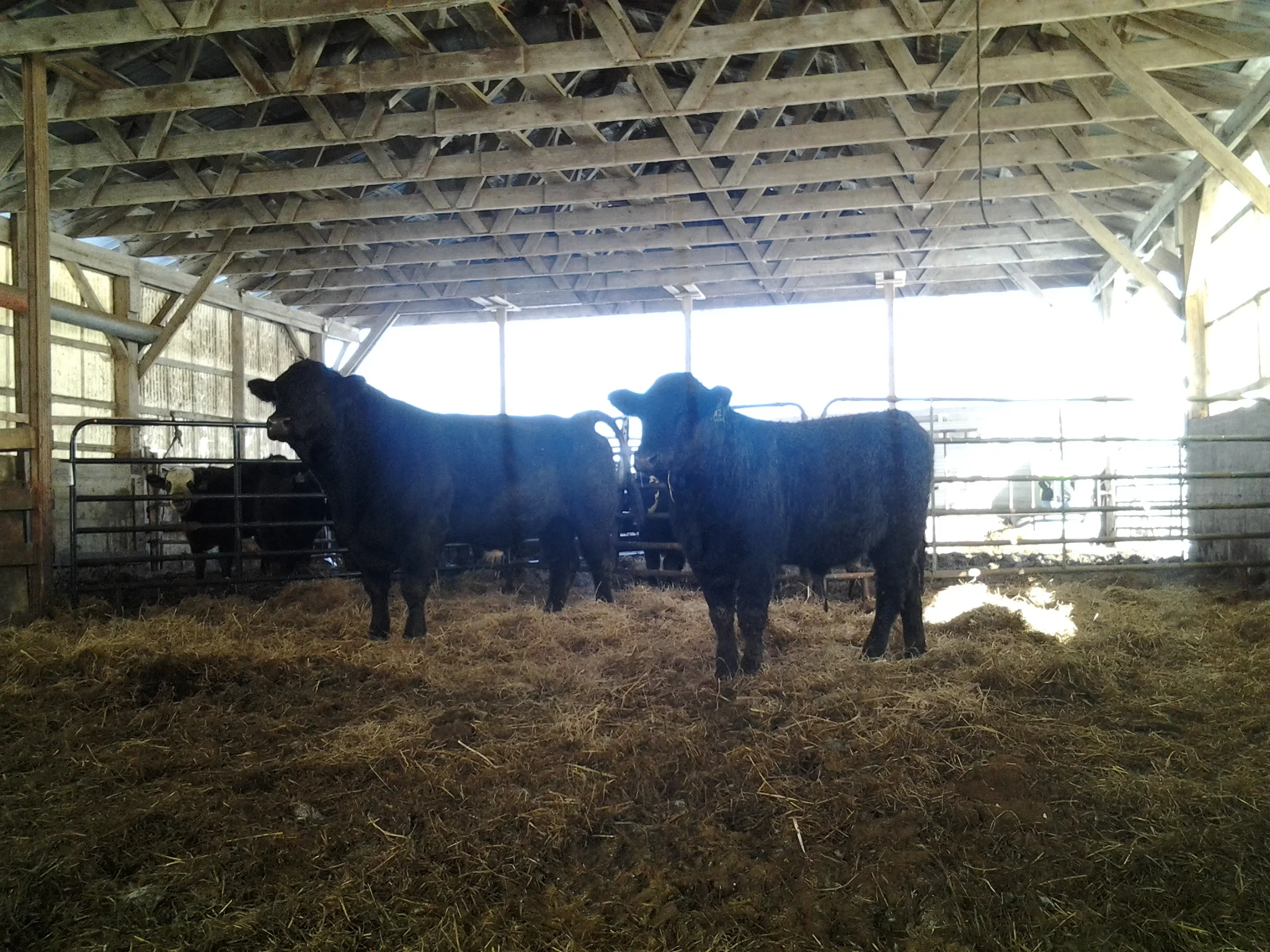 01.19.14 powerbull 1.jpg