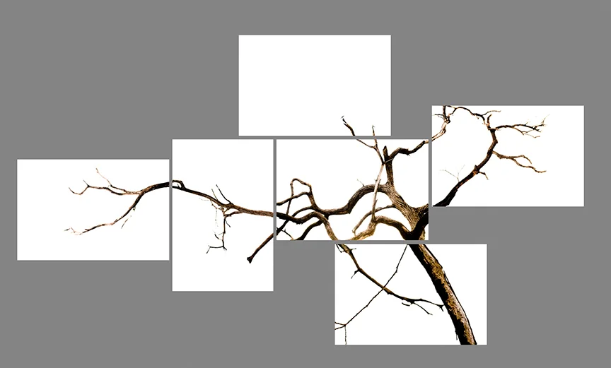 species of spaces 2 c-prints, aluminum, wood, plexiglass, 65" x 120" 