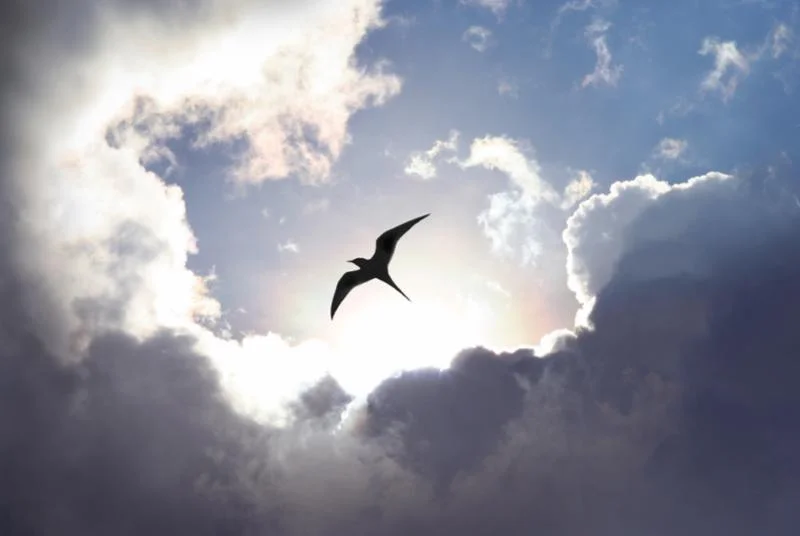 Conservancy Day: Bird Migration – How it’s Done