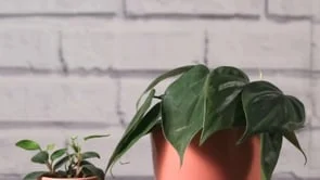 The Sill: Mother's Day