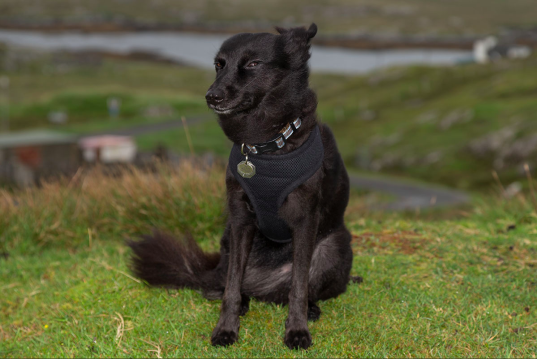 Screen Shot 2020-04-16 at 3.43.19 PM.png