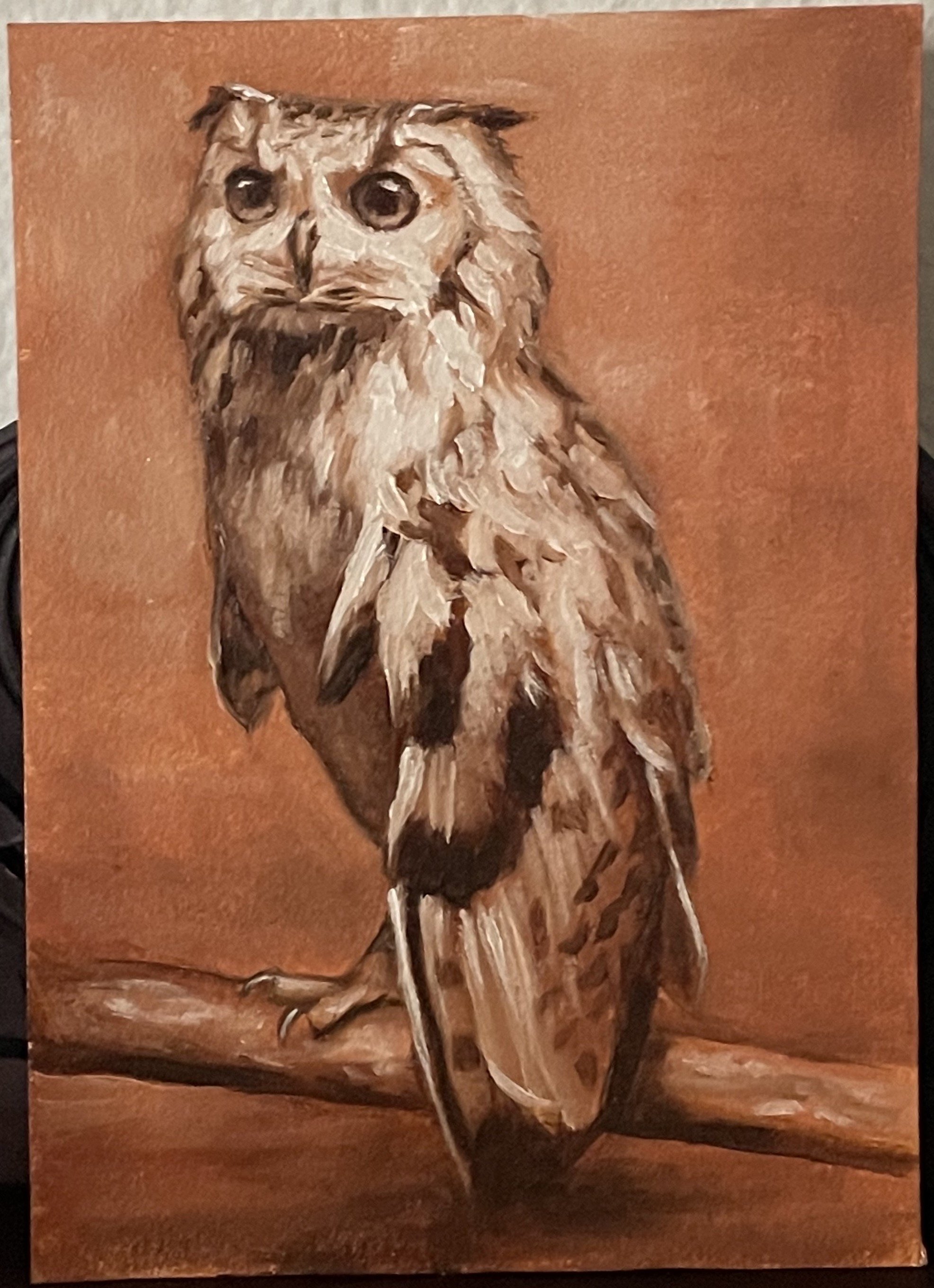owl study