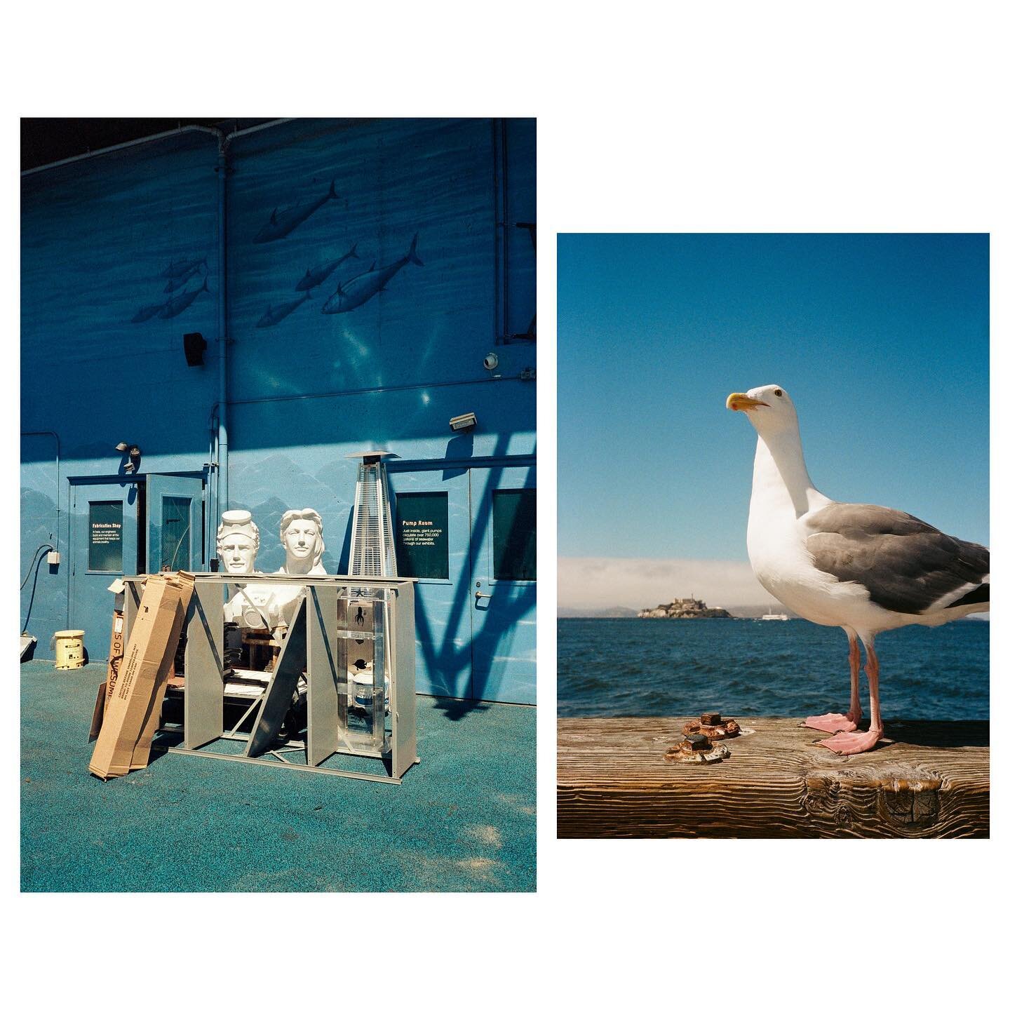 Pier 39 portraits, San Francisco, 2022 👍🐟👍