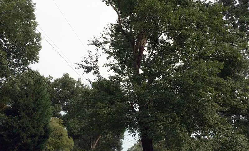 Trees and Old Men
