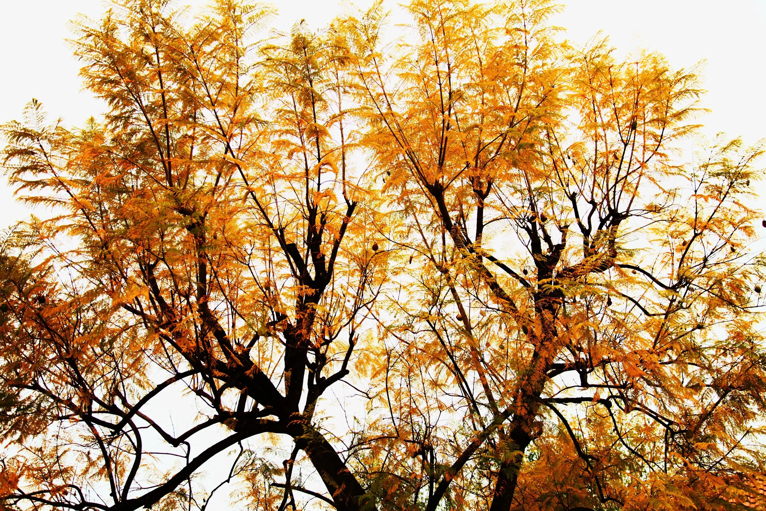 Yellow Fall