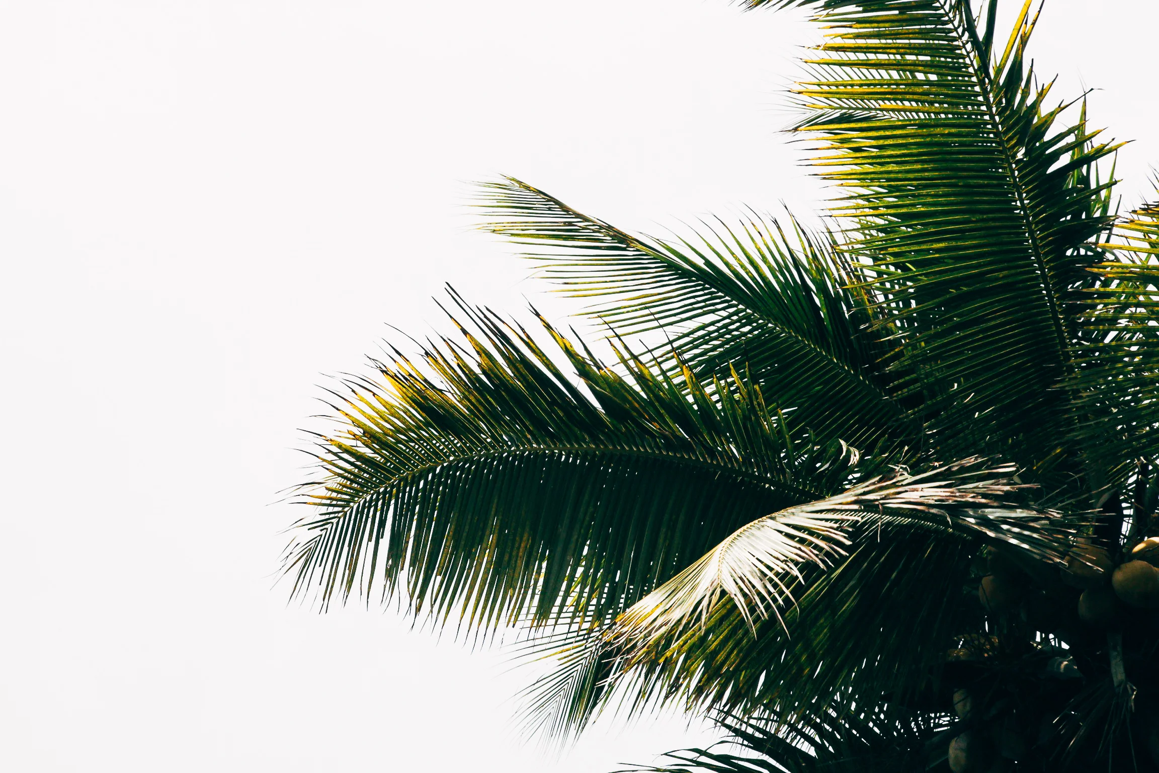 Palm.jpg