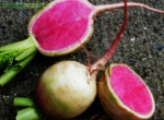 WatermelonRadish1.jpg