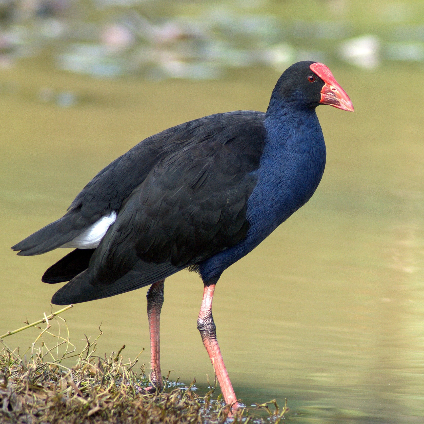 Pukeko