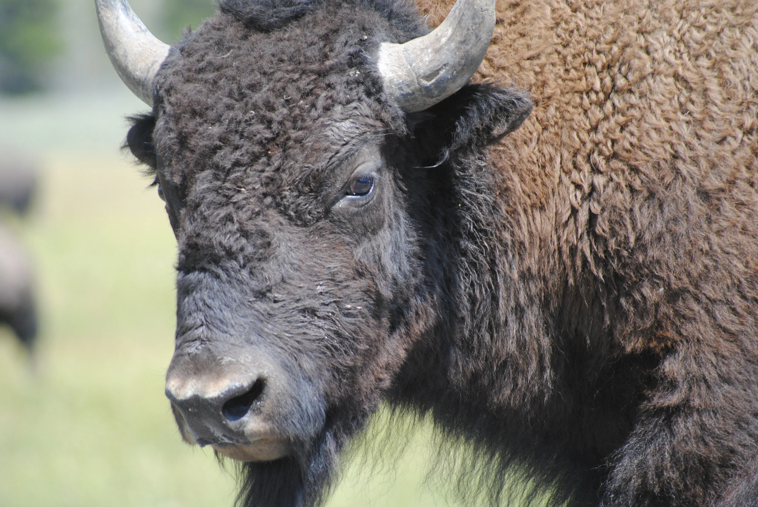 Bison, Yellowstone National Park