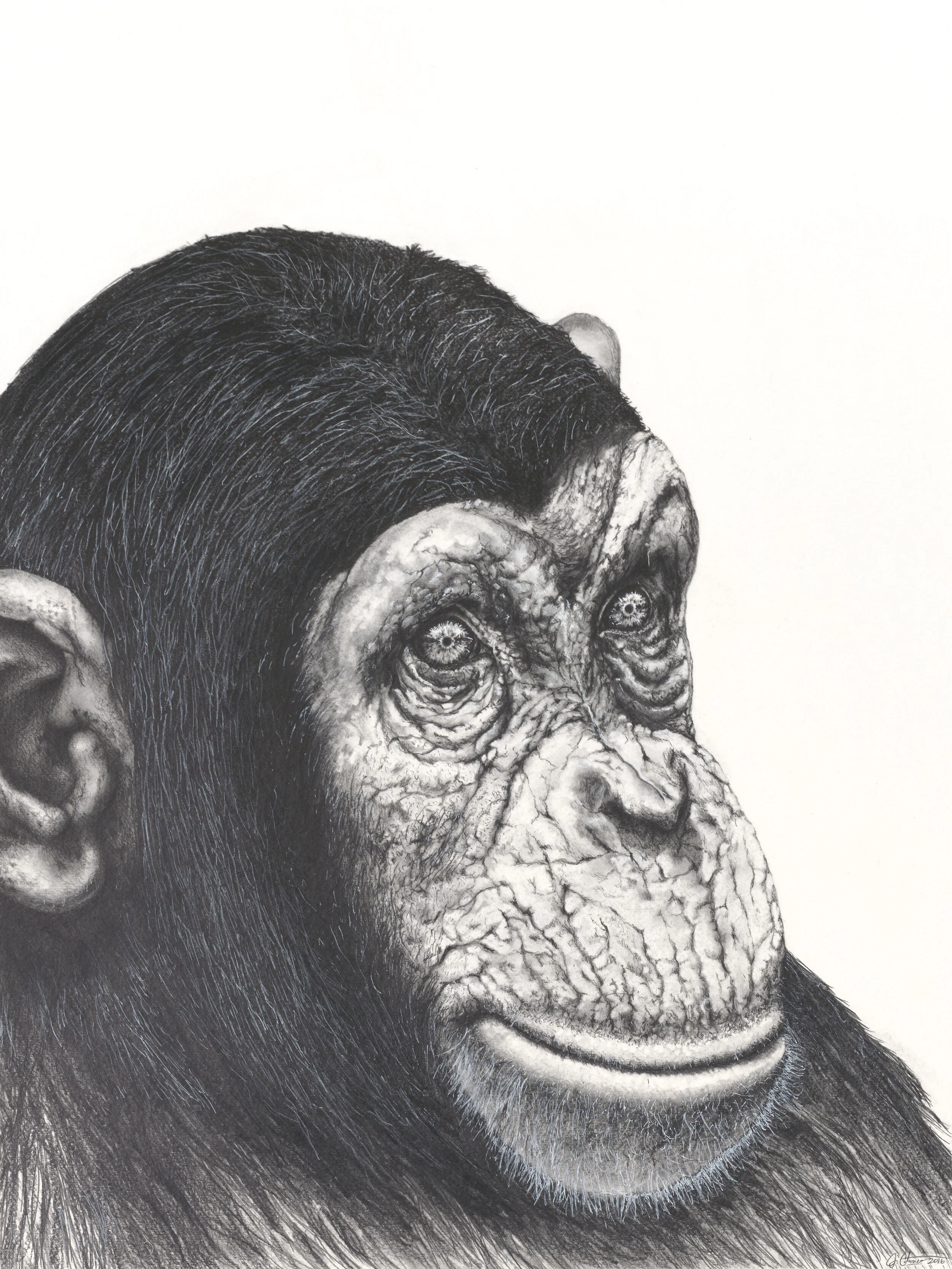 Chimp2.jpg