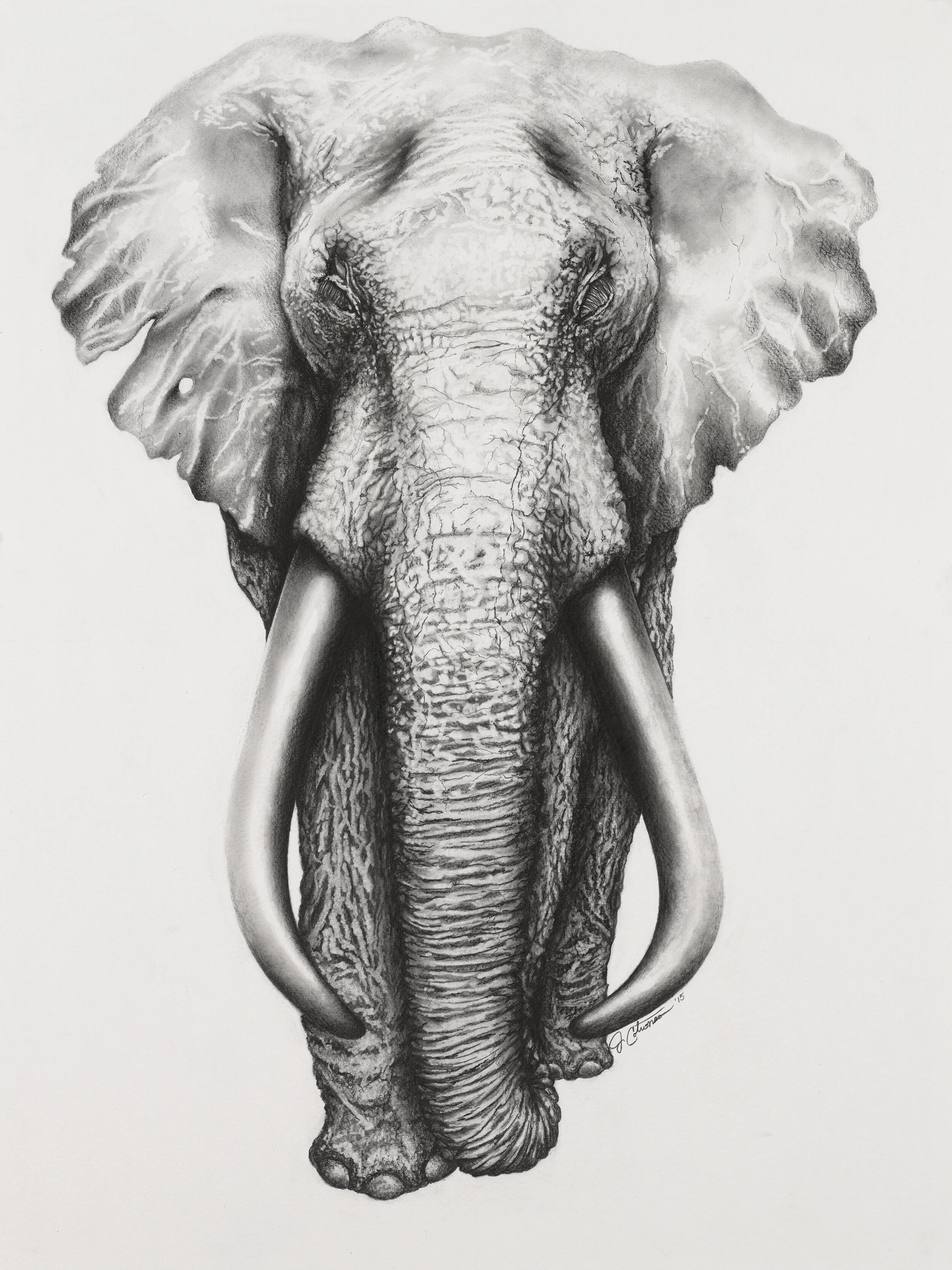 Elephant.jpg