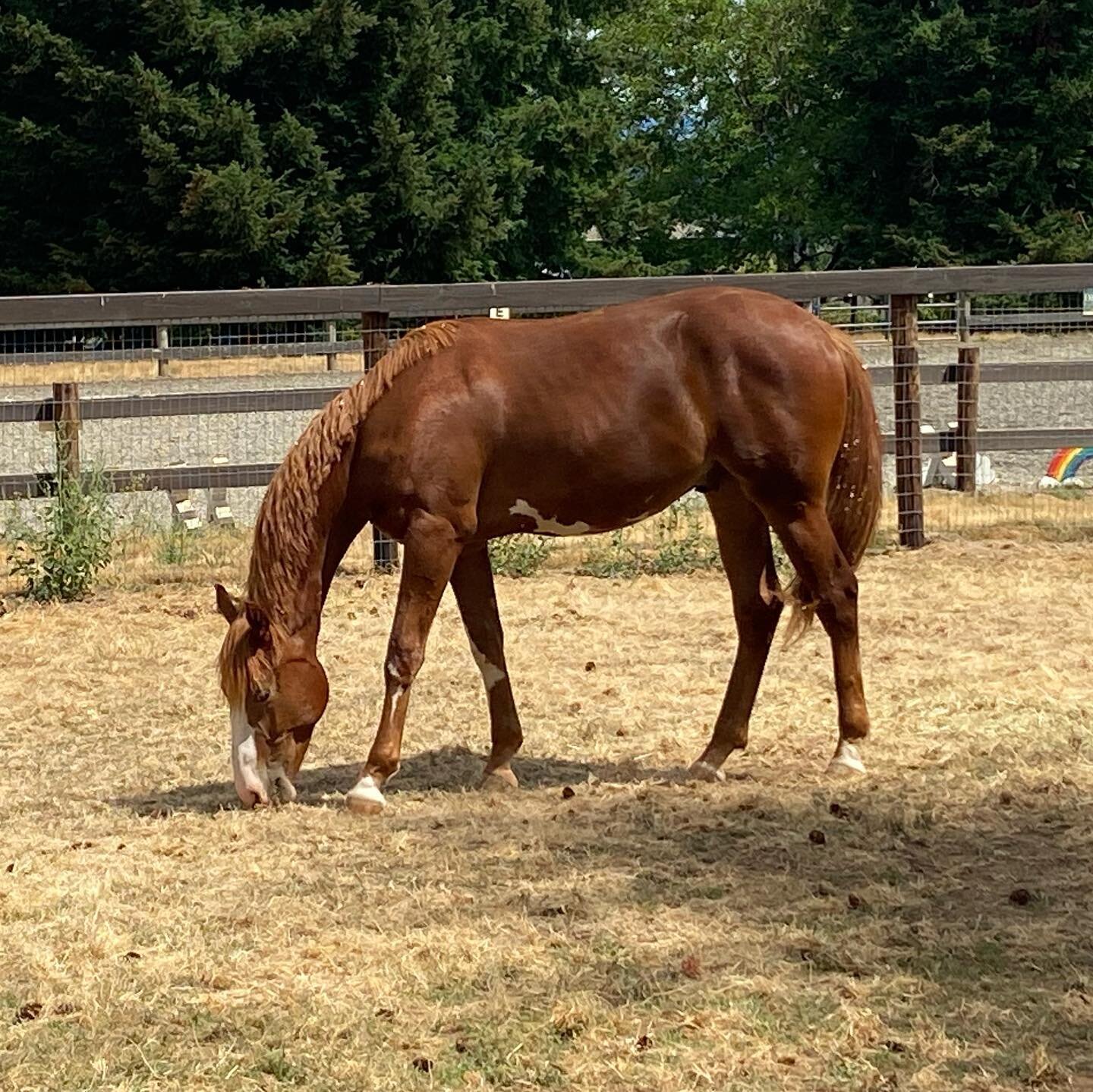 Second photo, Luke it the horse on the left&hellip; my YEARLING is bigger than his TWO YEAR OLD buddy 😬🤦🏽&zwj;♀️😈#lawlessluke