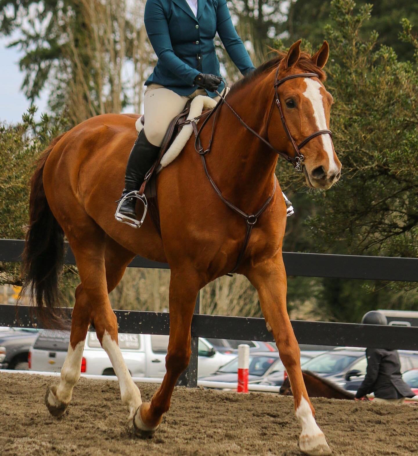 We have several horses of varying levels available for half lease in barn! One is for sale or lease to the right home. 

- 18hh 6yr old Holsteiner mare, three ring horse, beautiful and brave, amateur friendly but rider must be at least intermediate l