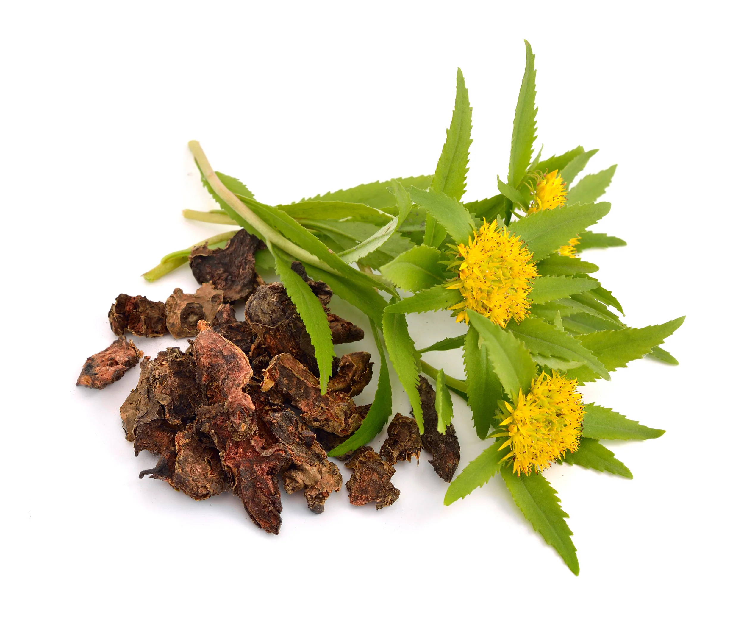 Adaptogen Series- Rhodiola Rosea