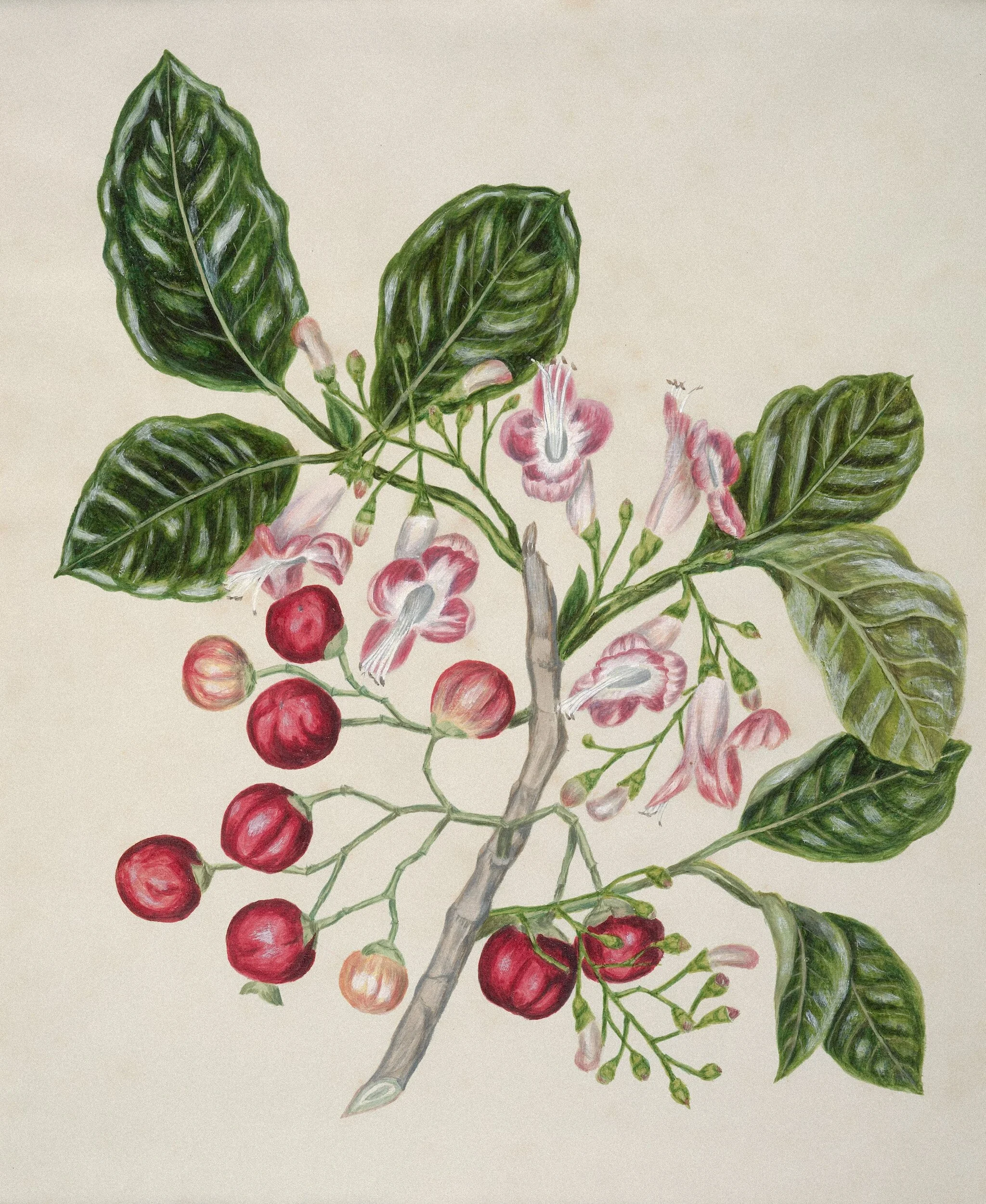 Power of Vitex for Hormonal Balance