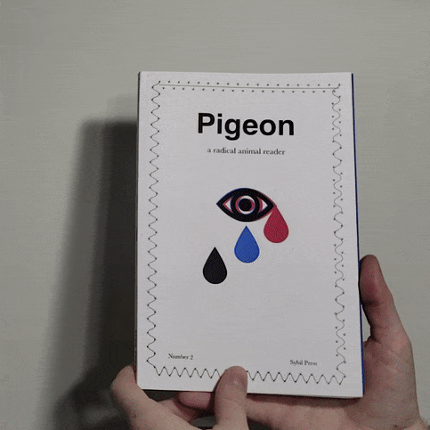 Pigeon2_sq.gif