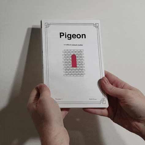 Pigeon1_sq.gif