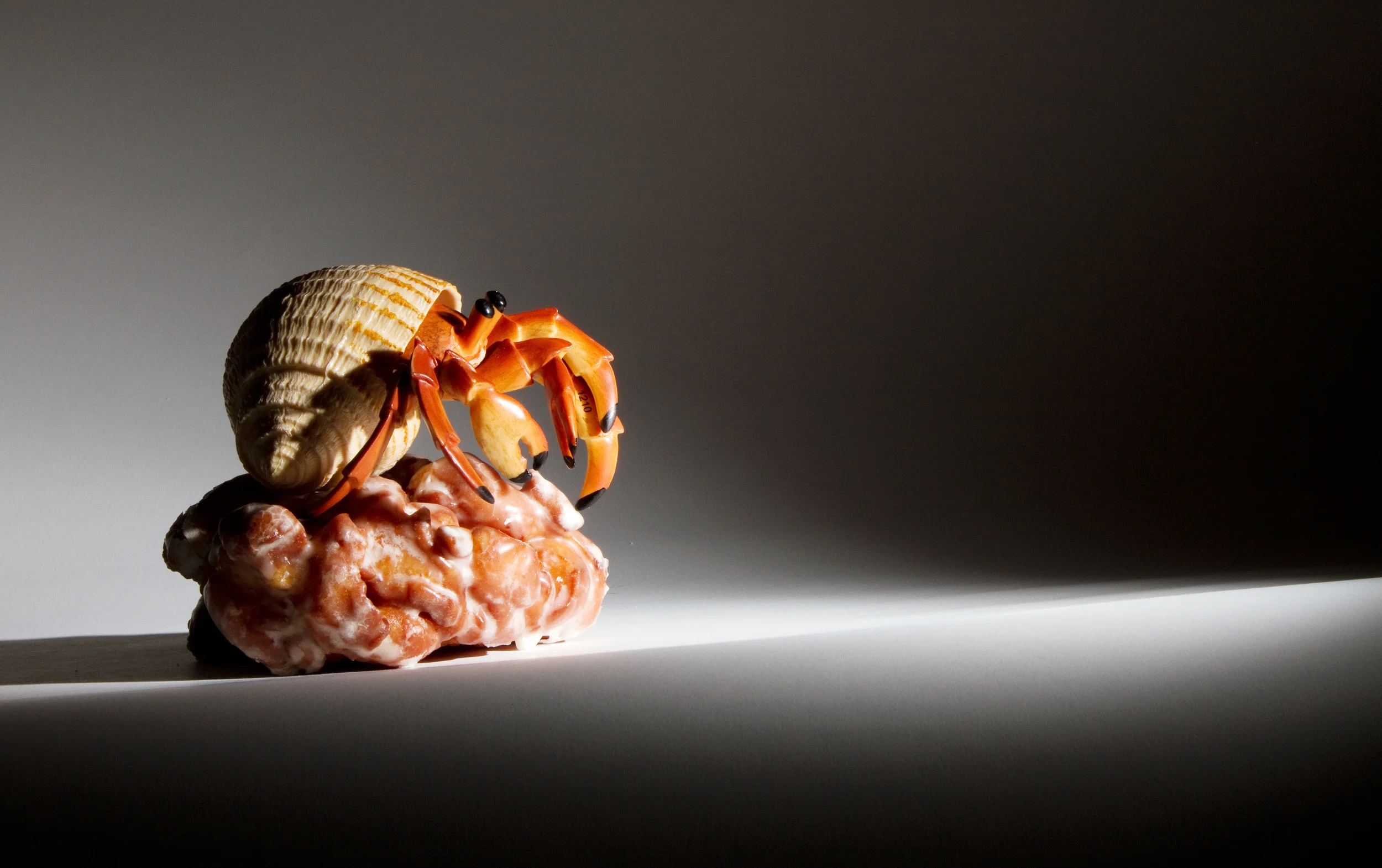 Hermit Crab on Apple Fritter.