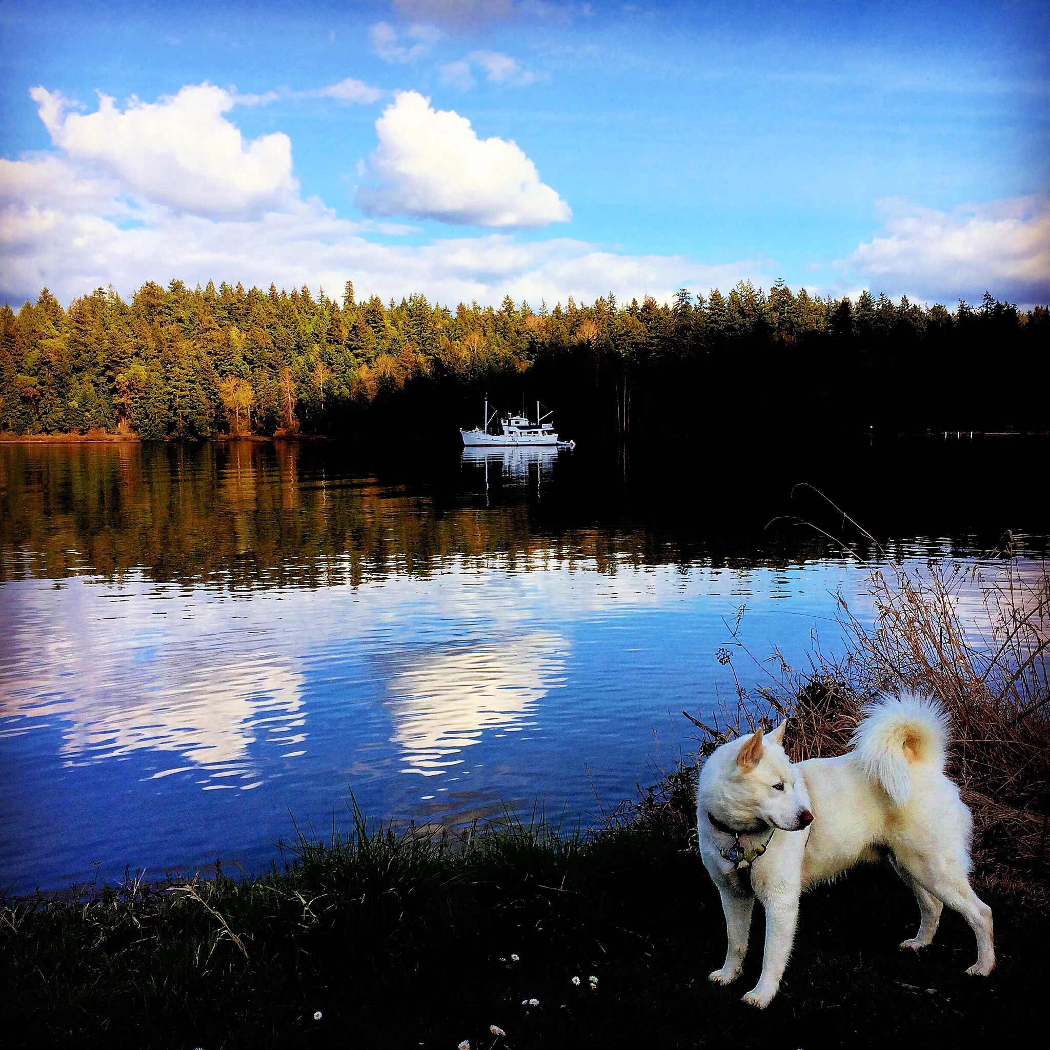 Maximus the Husky, just before his 4th birthday on the banks of Lake Washington in Seattle. Photo by Jefffey Luke.