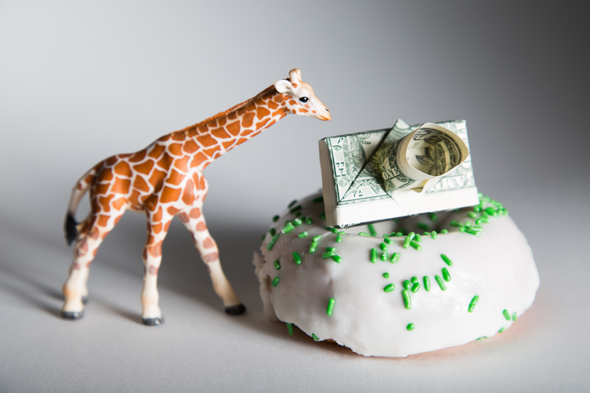 Giraffe Calf finds Origami Camera