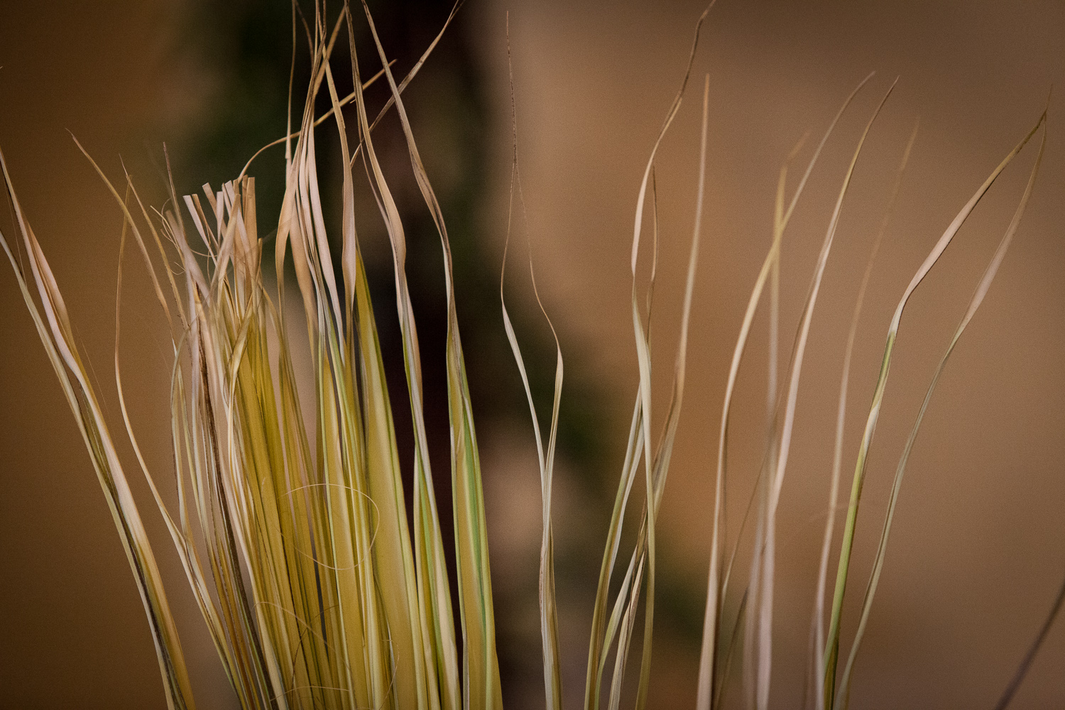 Palm Sunday 2014-12.jpg