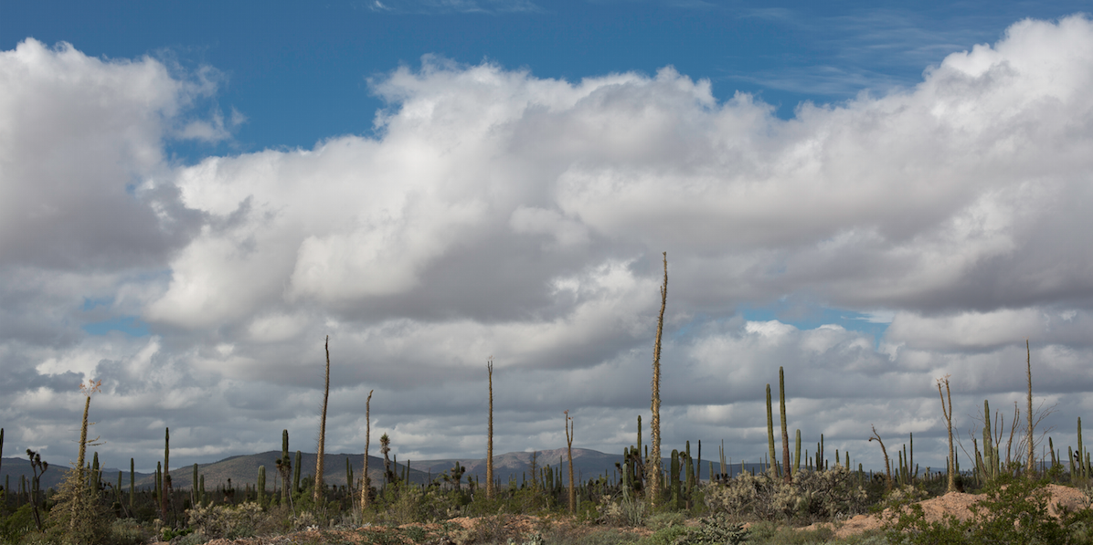 Dr. Suess' cacti wonderland.