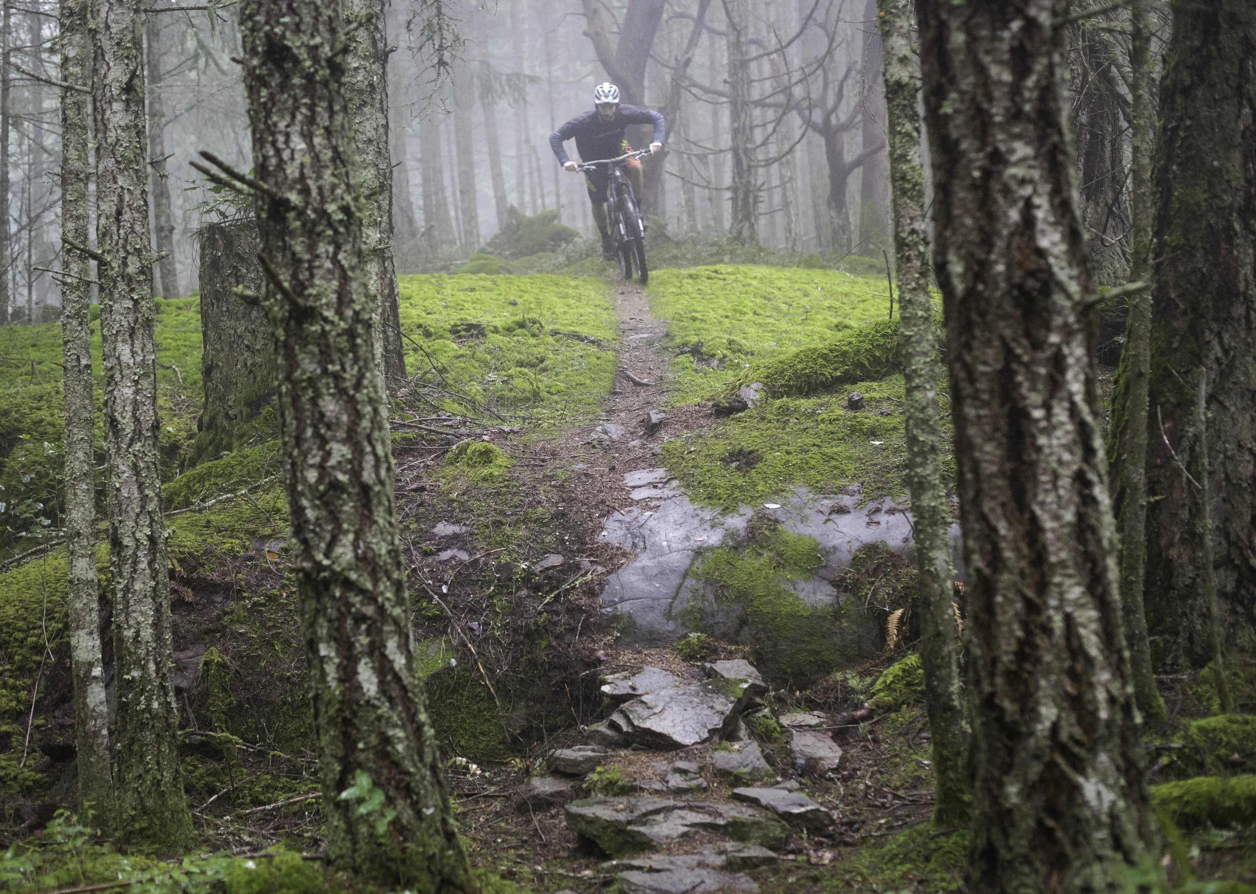 Dexter chasing single track in the mist.