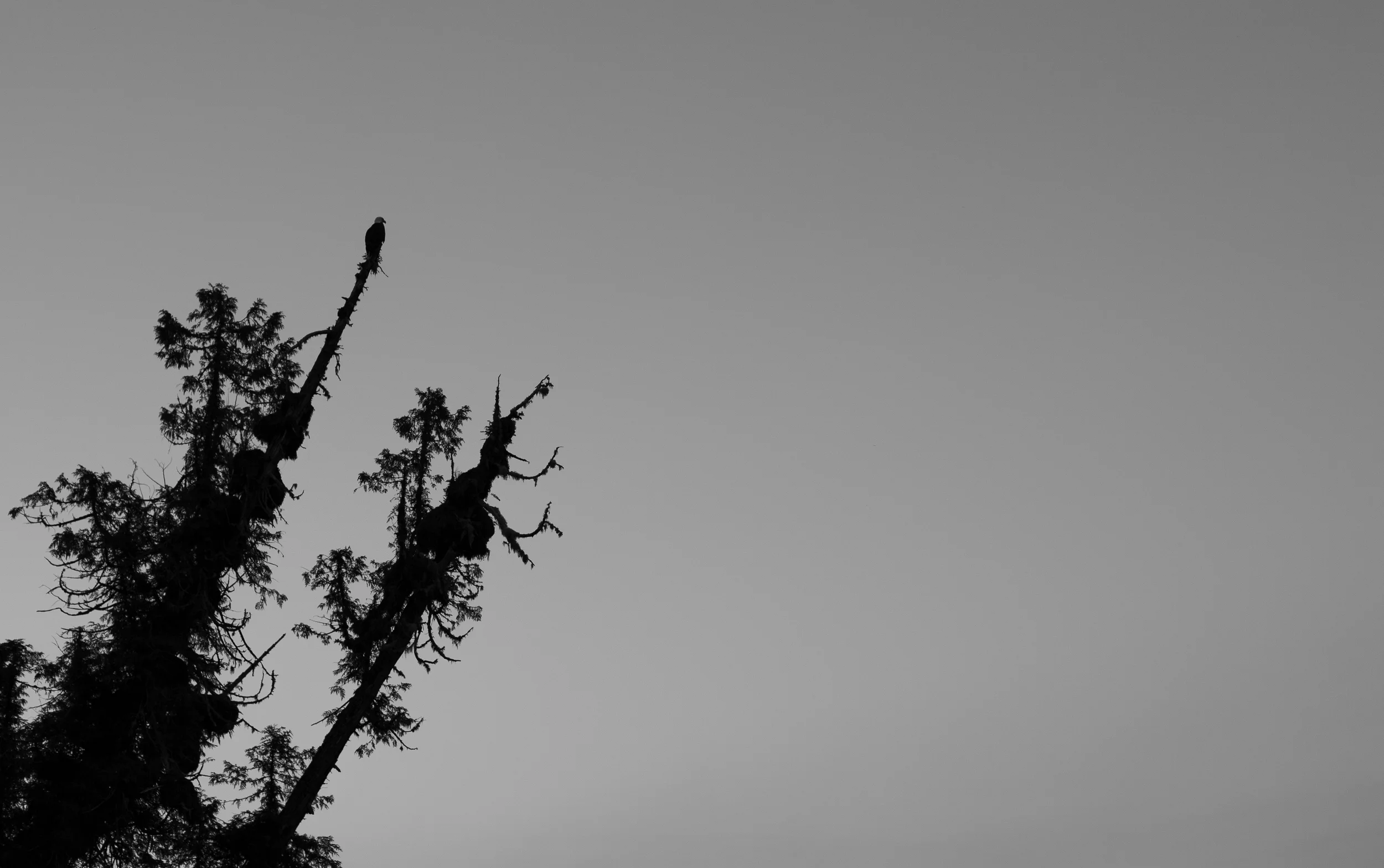 An eagle rests in the late days light atop mossy strewn cedar bows.