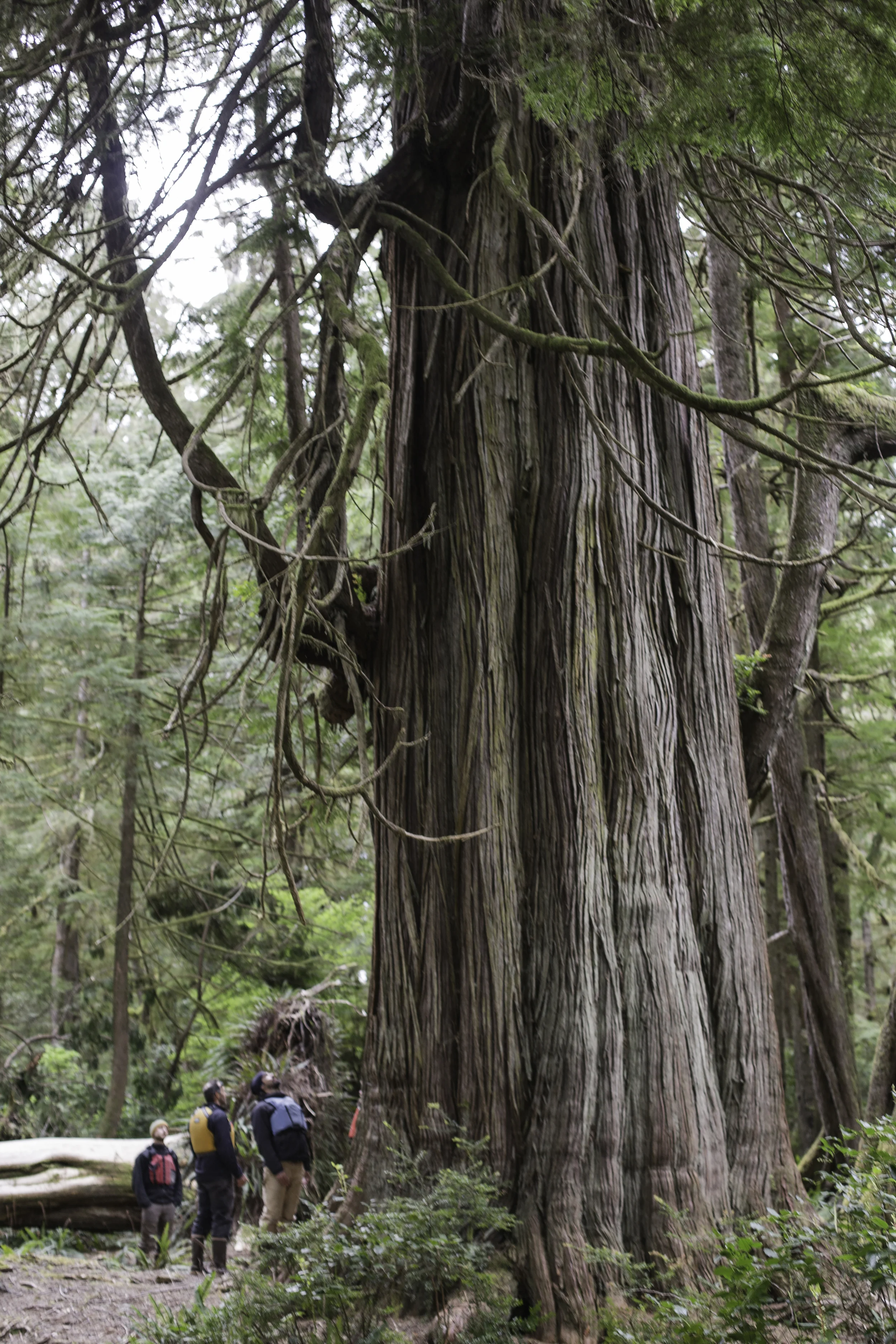 Big tree. Maybe the largest coastal cedar I've ever seen!