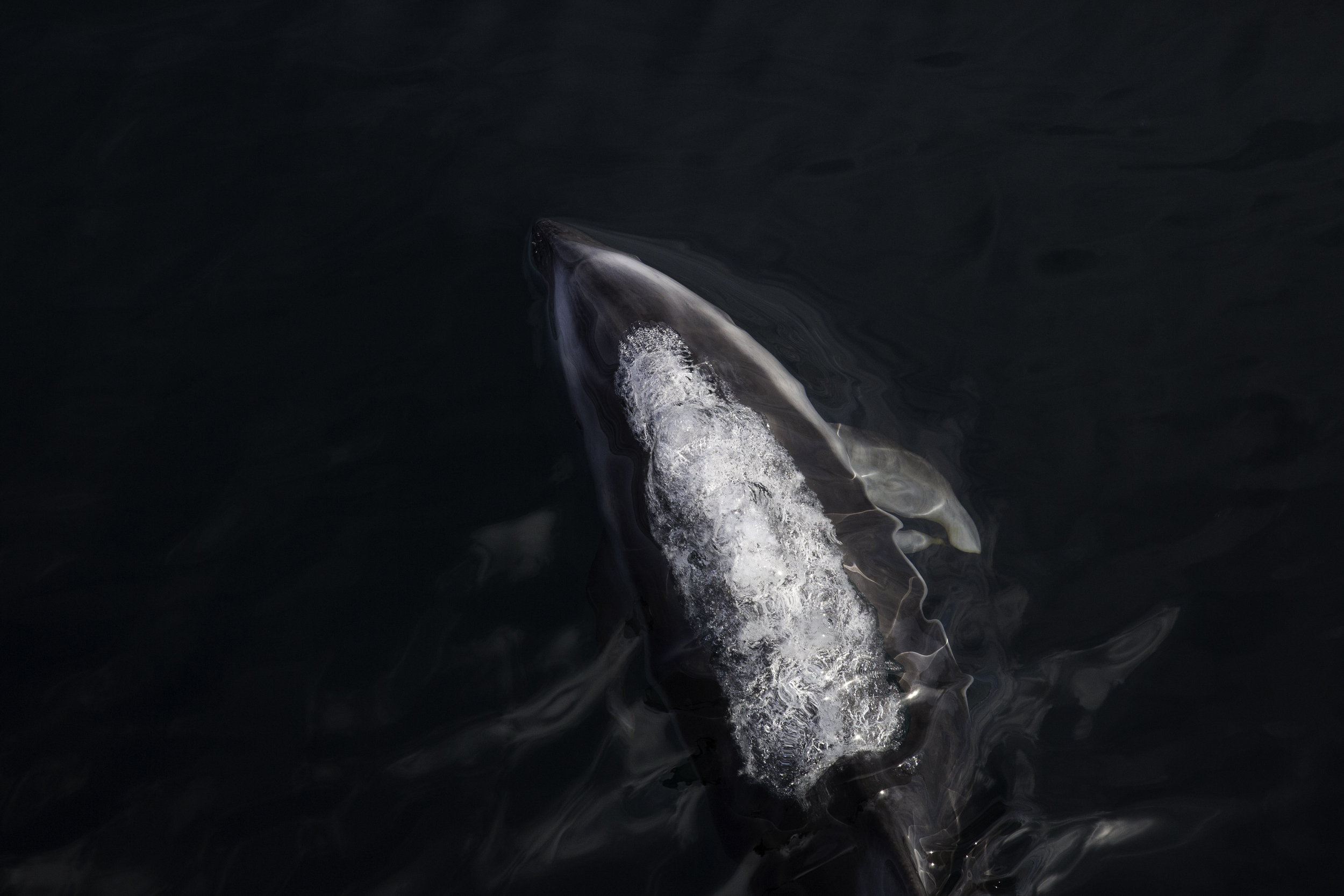 A pacific white sided dolphin exhales moments before breaching the surface as it plays in the bow wake of the Passing Cloud in the middle of Hecate Strait.