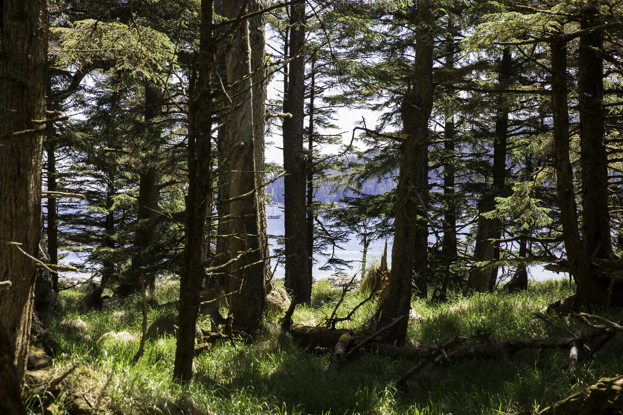 The Passing Cloud plays hide and seek through the trees.