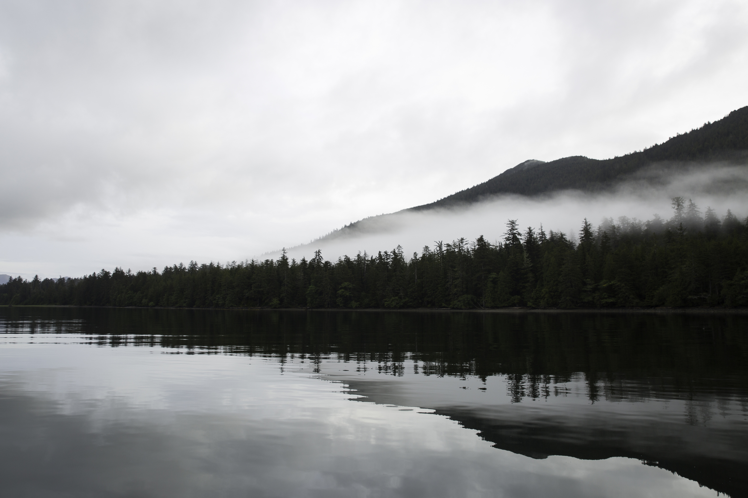 Stillness. Sitka spruce and low cloud.