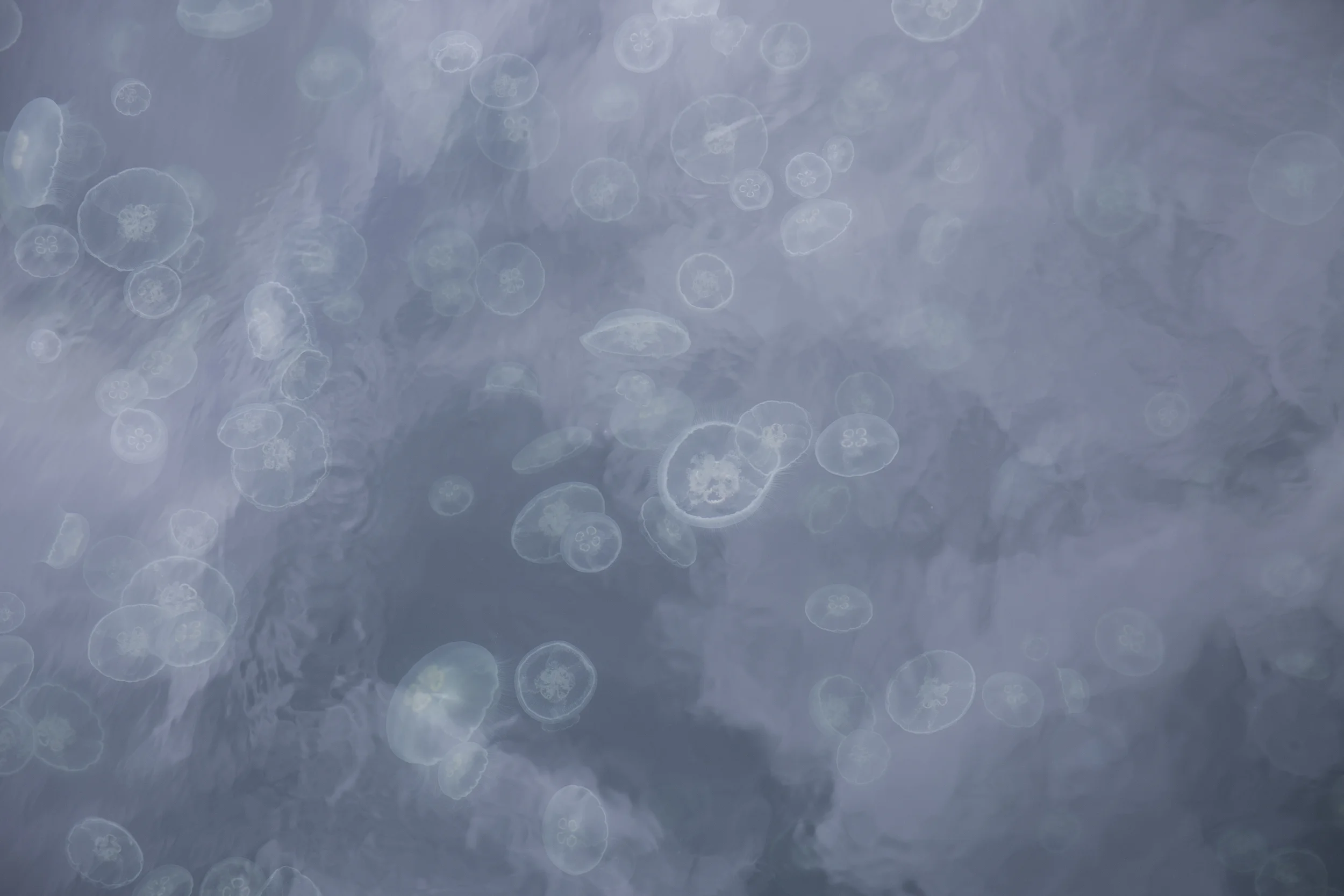 The masses of jellyfish. A picture can't do the numbers justice.