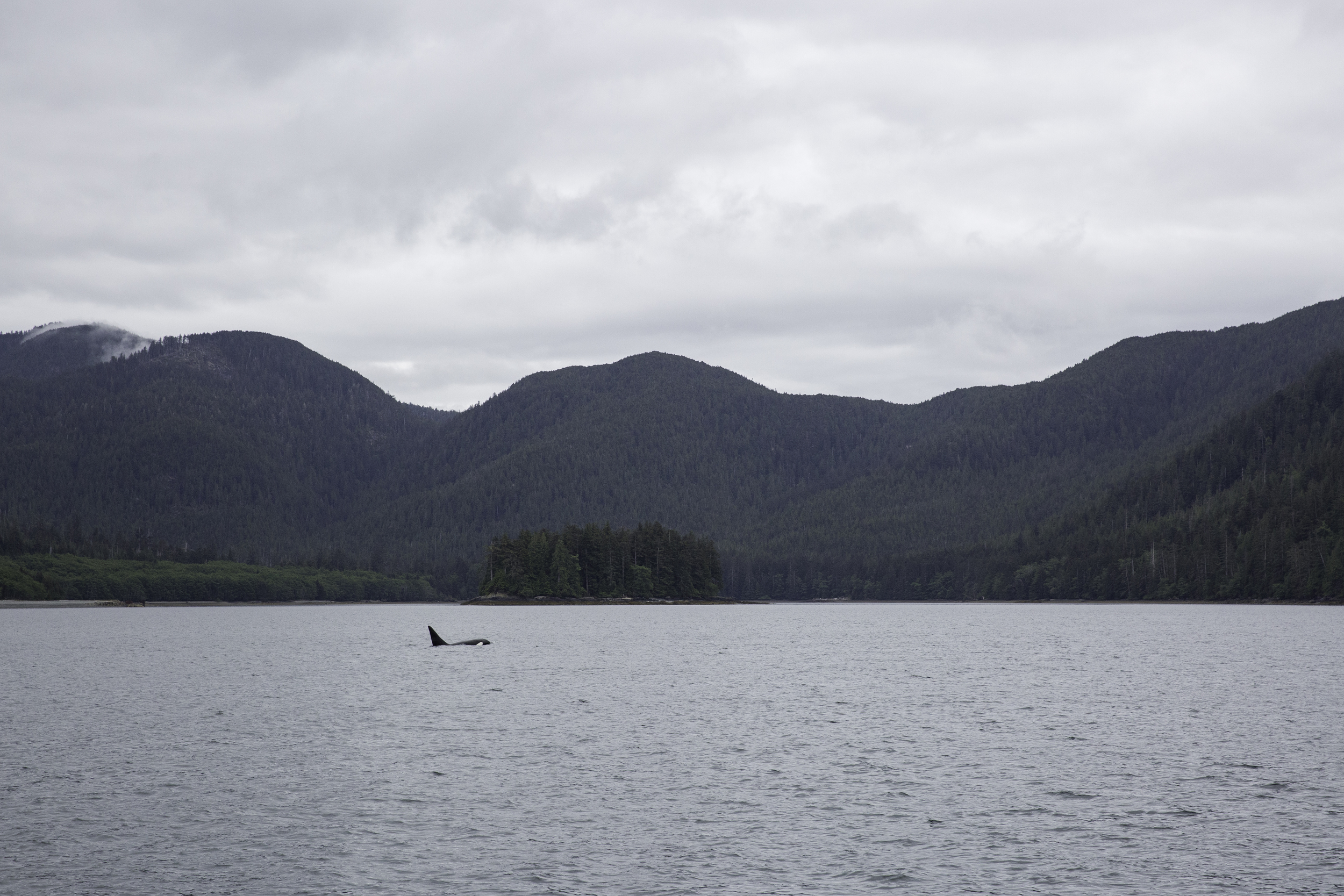 A male orca cruises north along the archipelago.