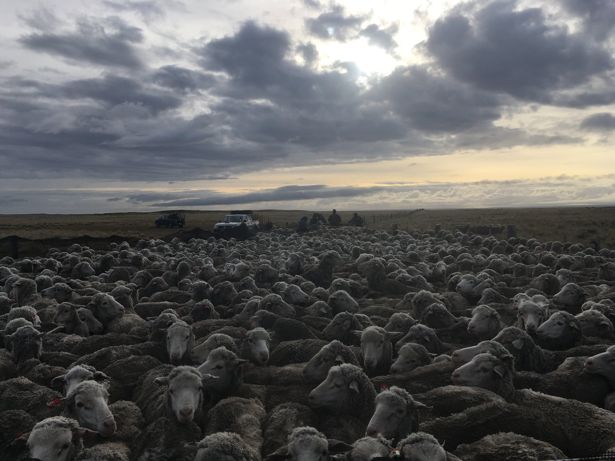 Another flock