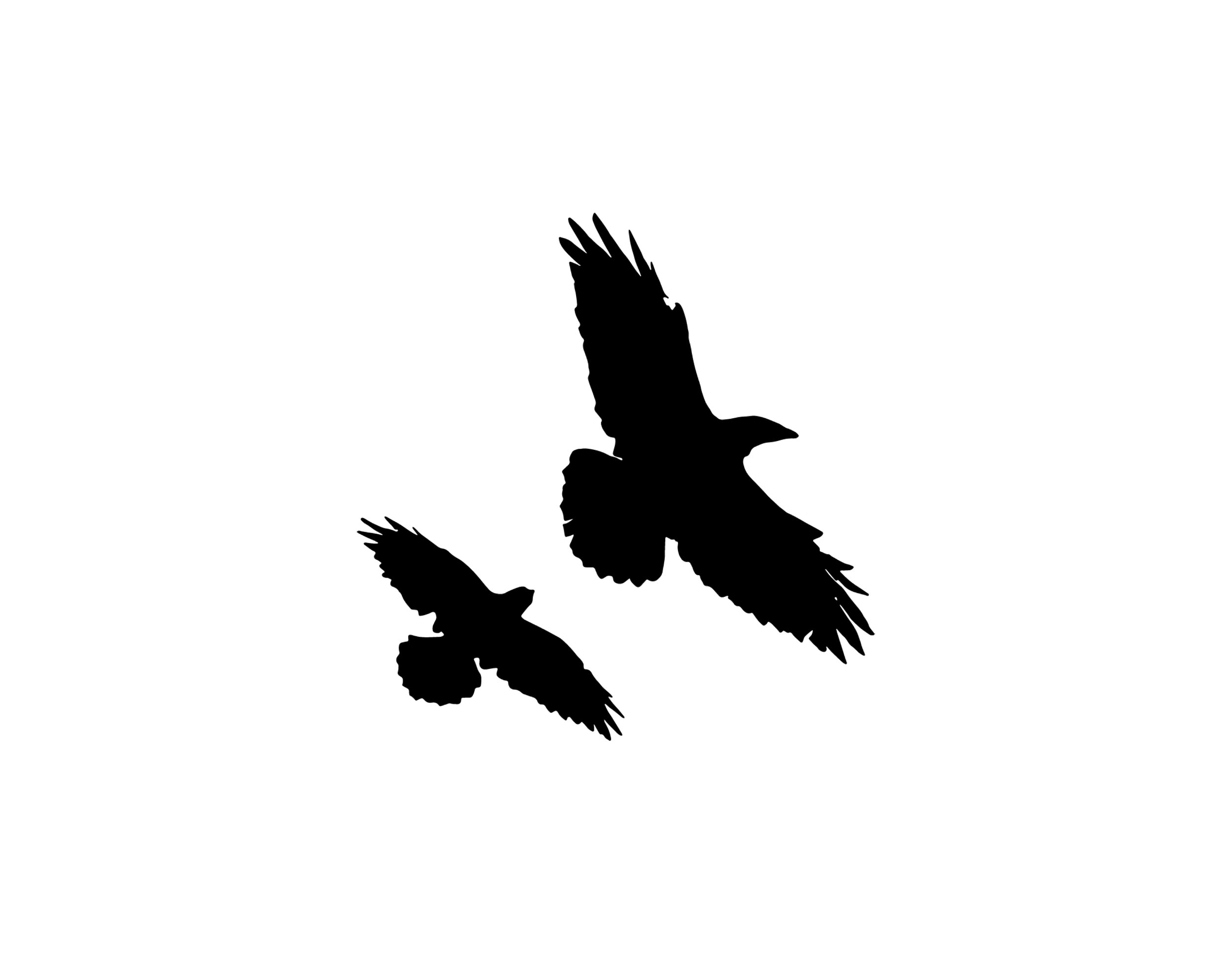 Two ravens 