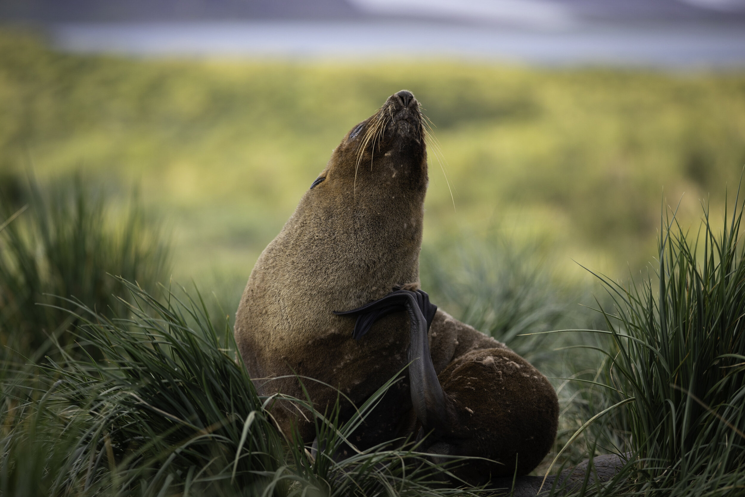 Fur seal, South Georgia