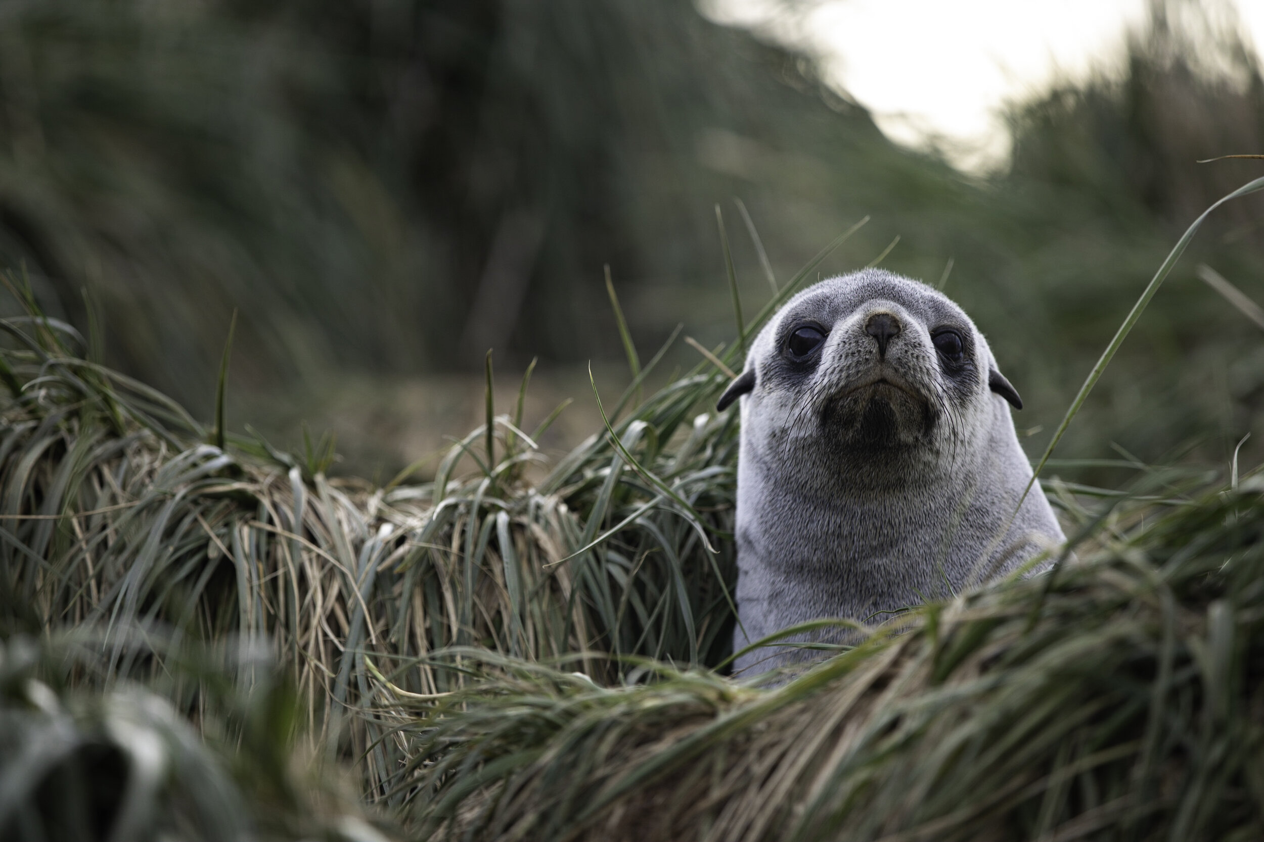 Fur seal pup, Prion Island, South Georgia