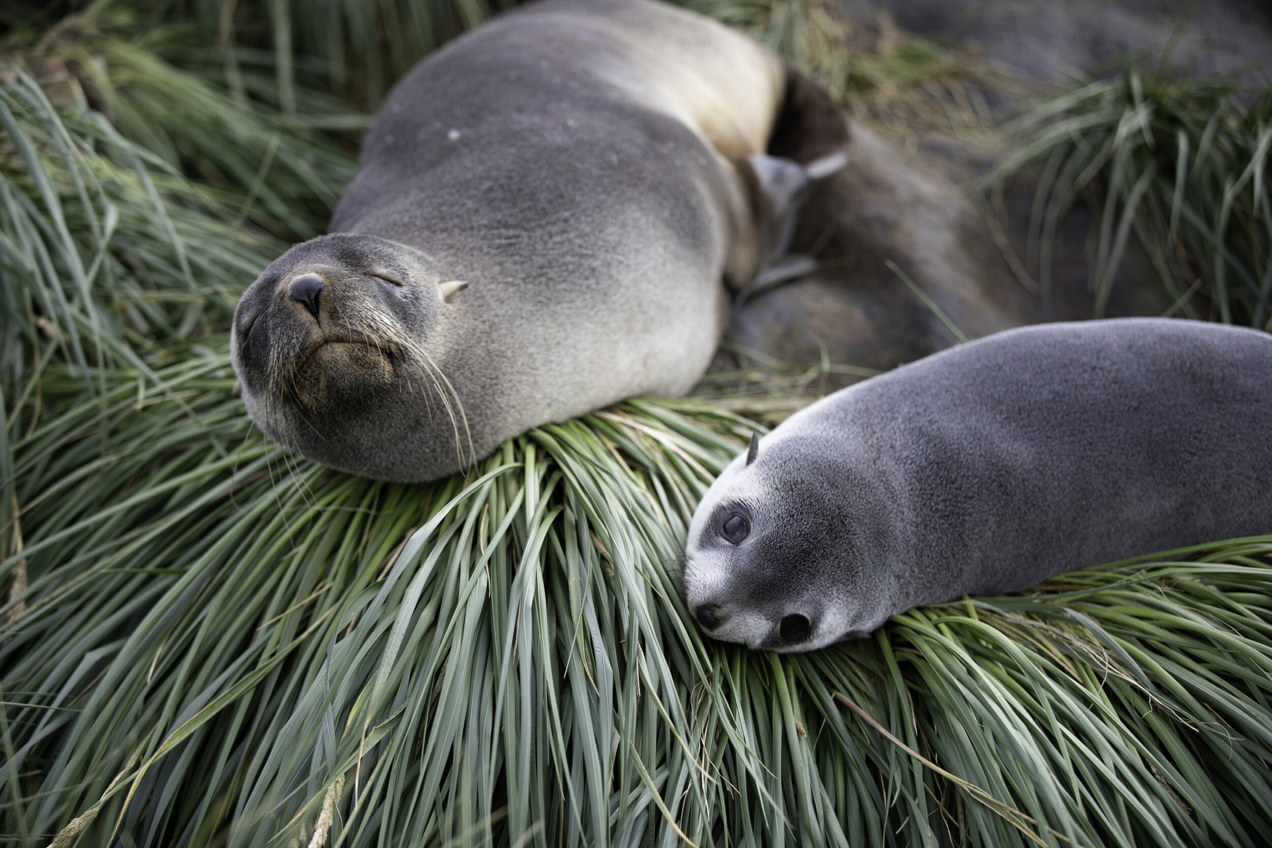 Fur seals, Prion Island, South Georgia